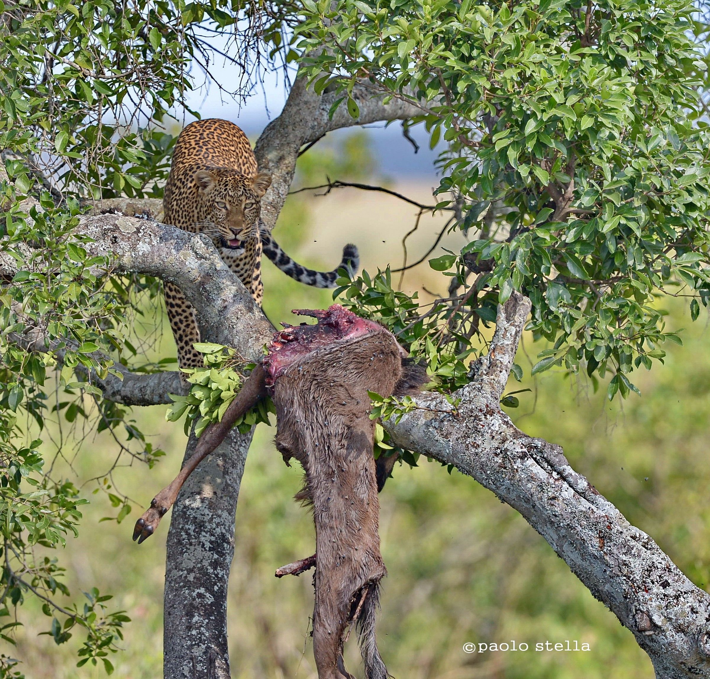 leopard with kill on a tree