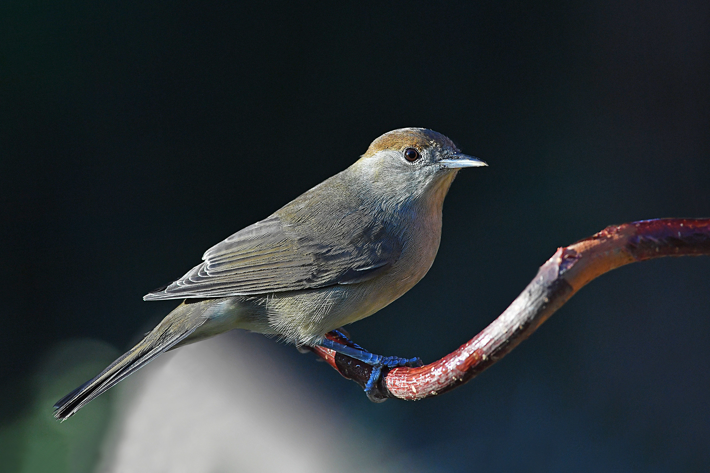 Storie di piume  2   ( Capinera femmina )
