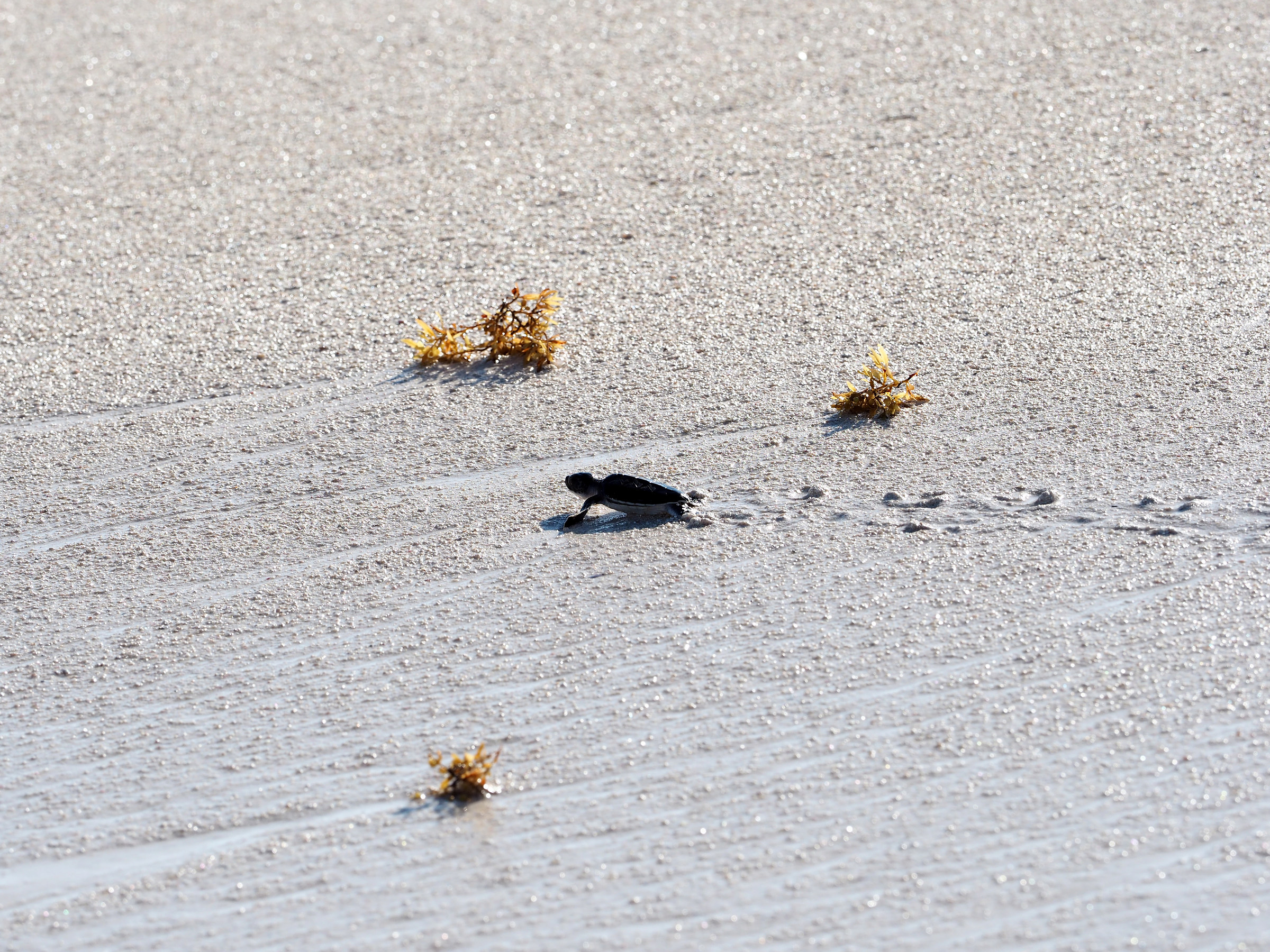 looking for the first dive