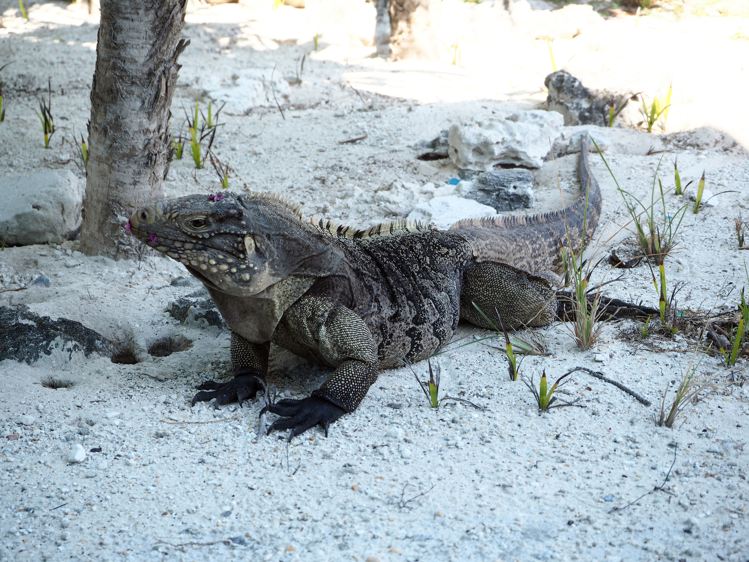Iguana