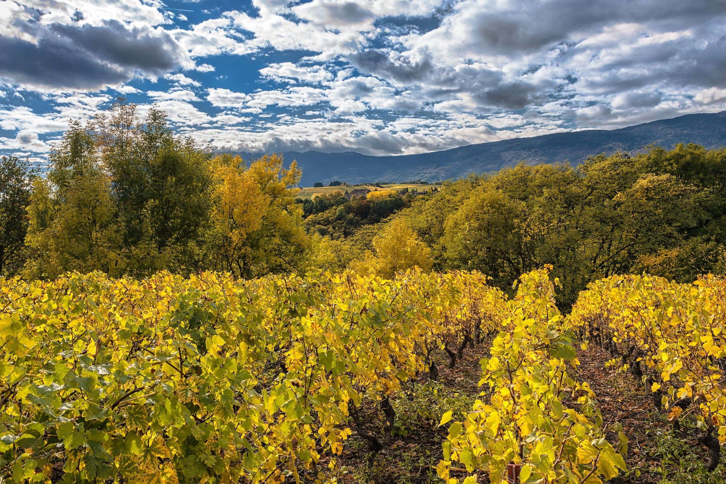 Vineyard of Geneva
