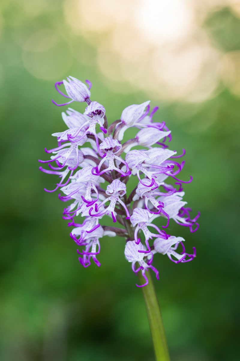Orchis Simia