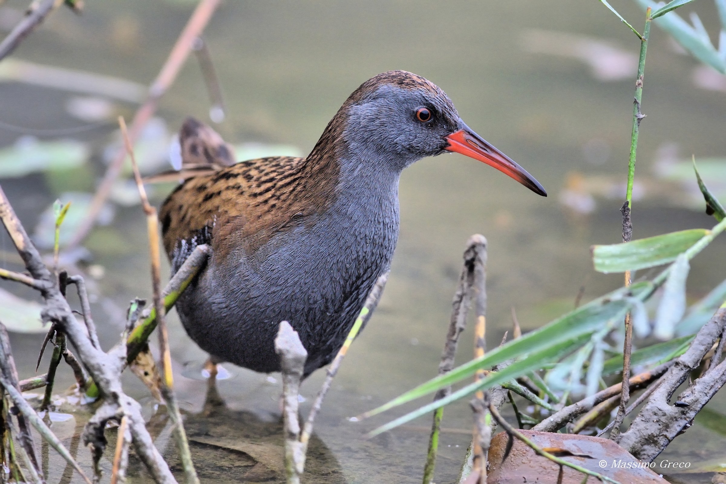 Porciglione (Rallus aquaticus)