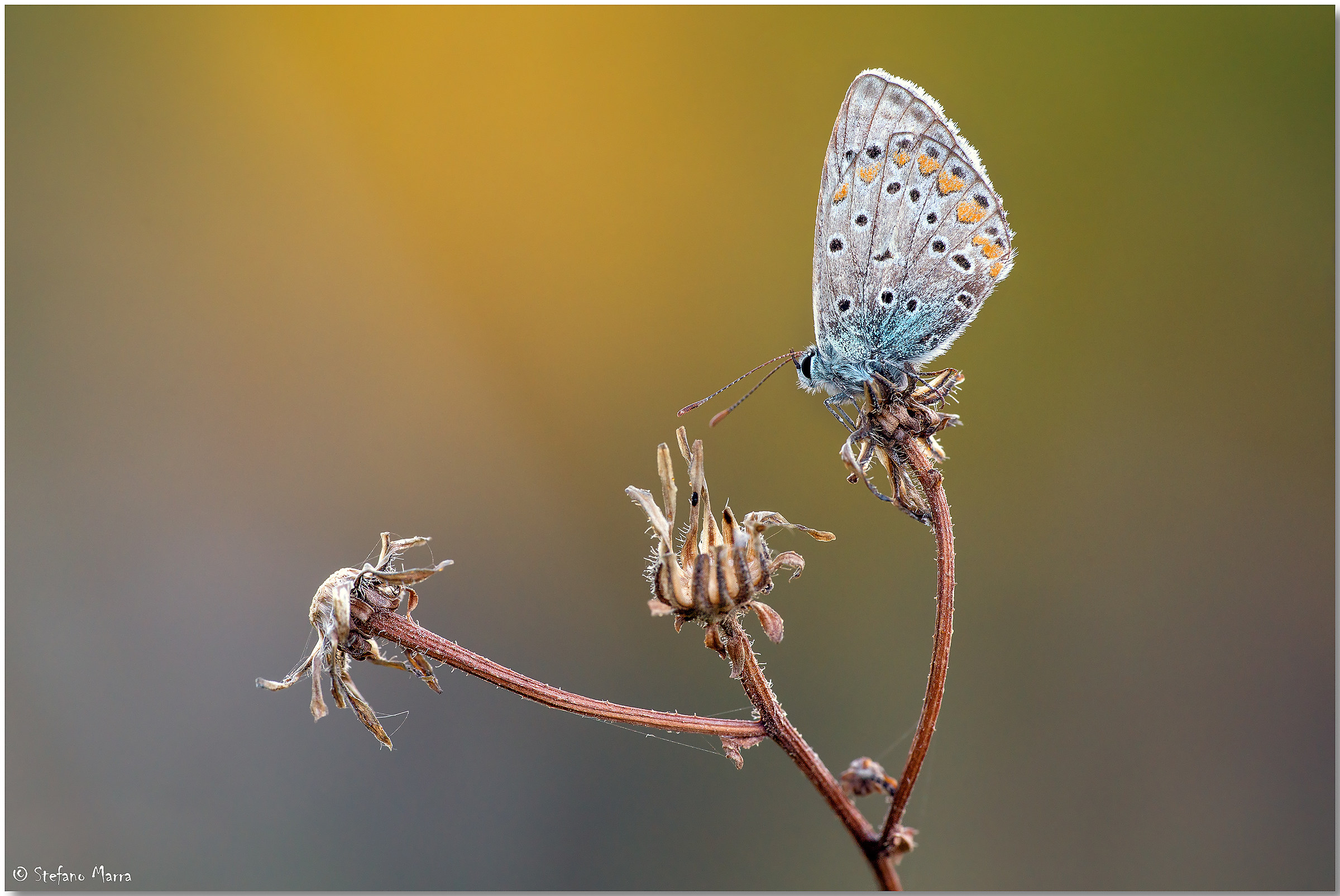 Licenide con sfondo  "vigneto"