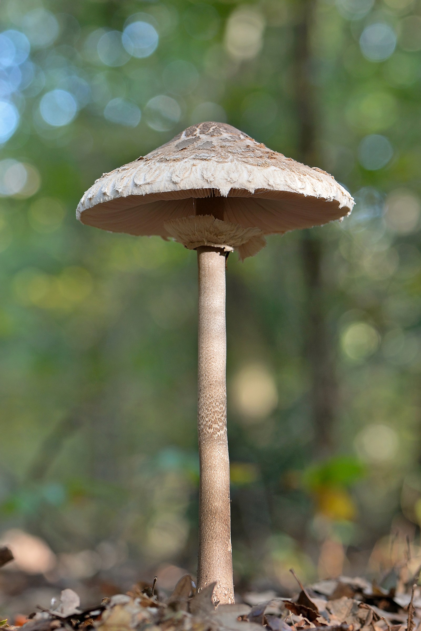Mazza di tamburo (Macrolepiota procera)