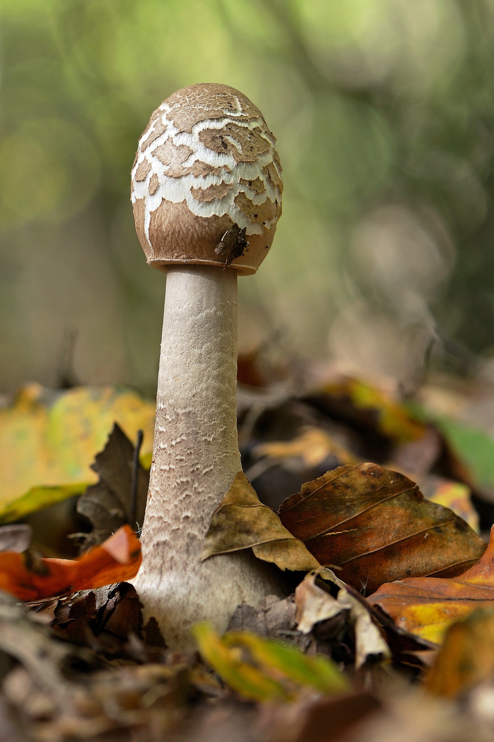 Mazza di tamburo (Macrolepiota procera)