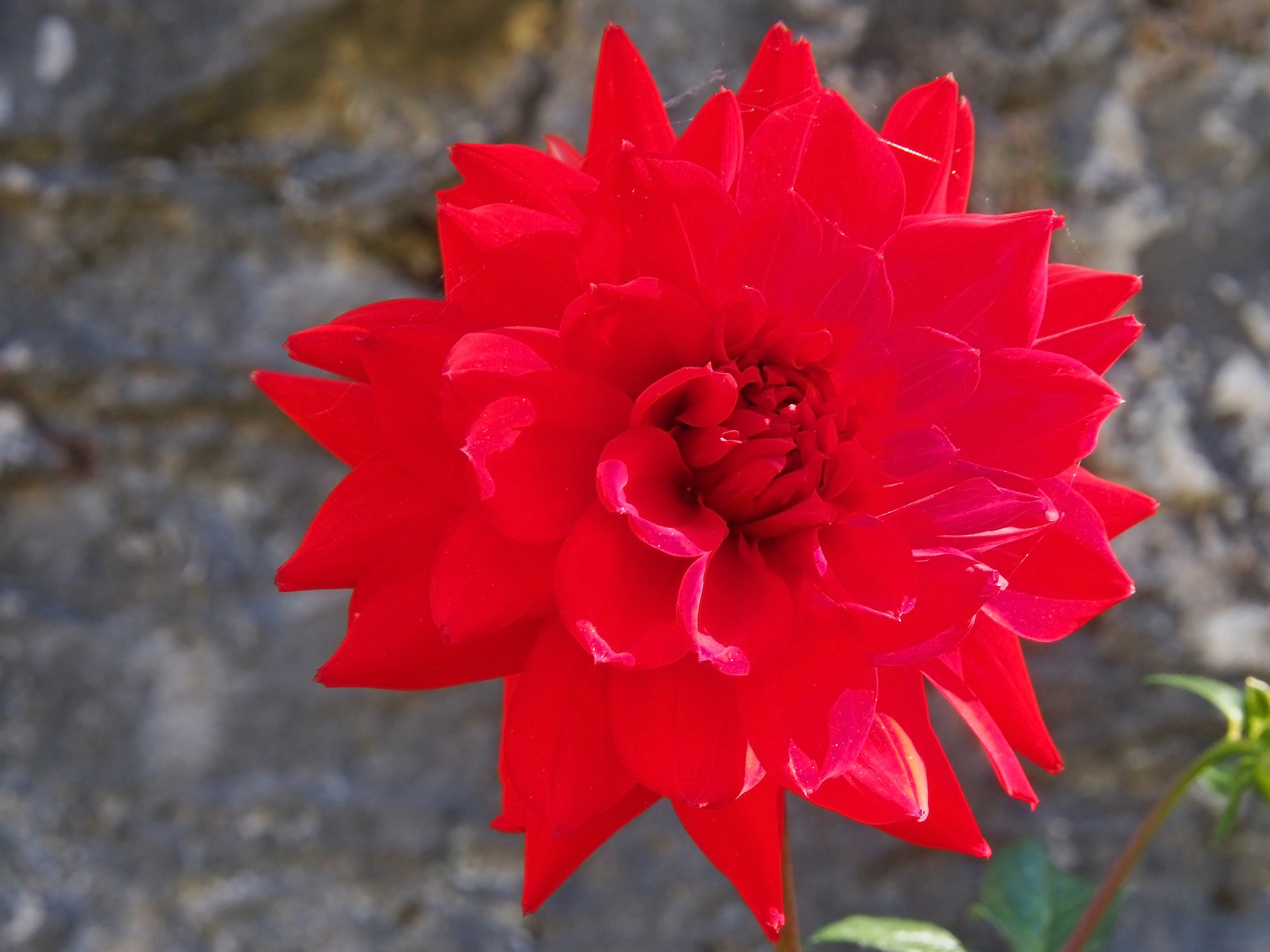 Dalia at Vogogna Castle