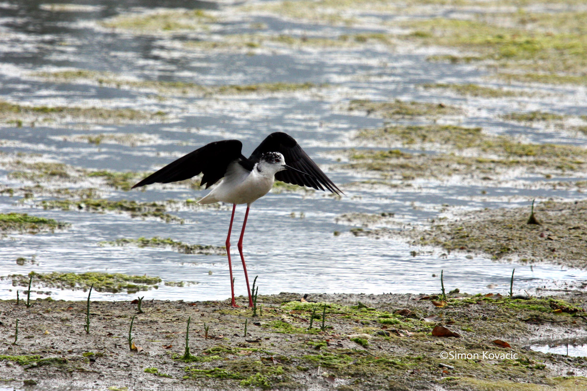 Himantopus himantopus