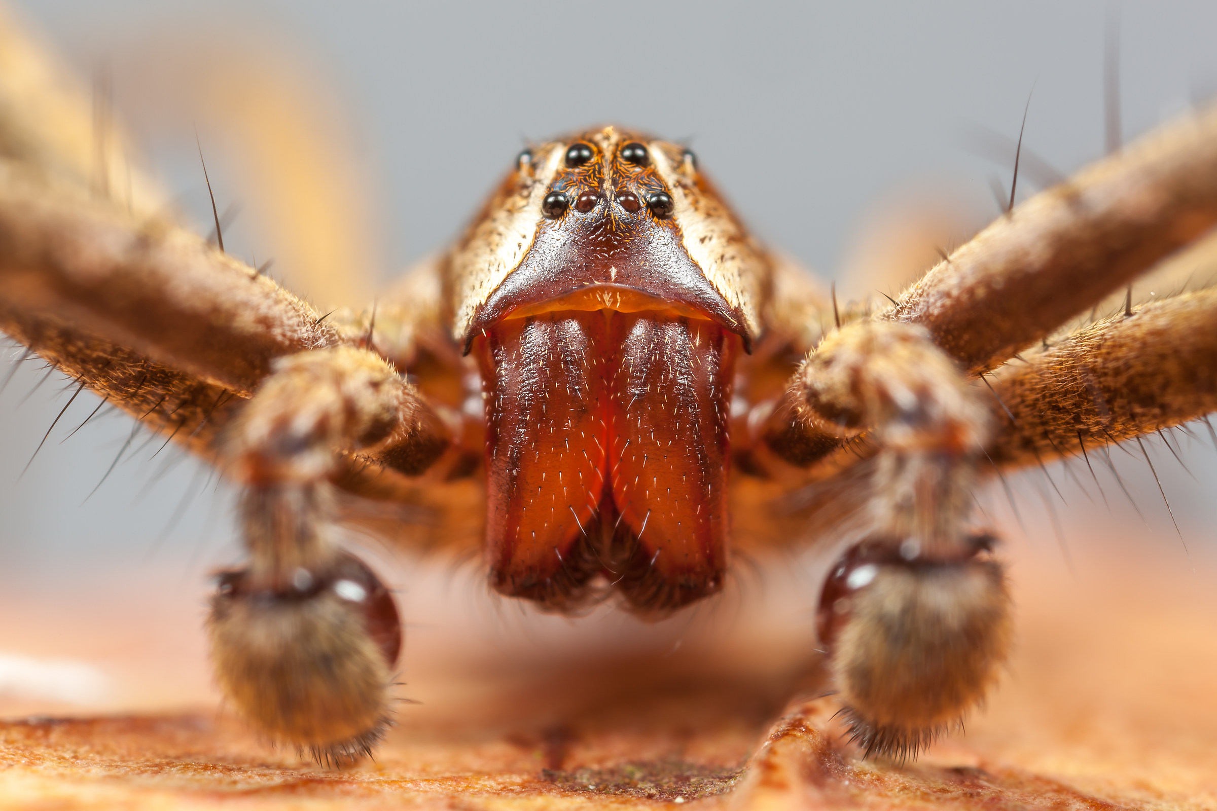 Pisaura mirabilis male