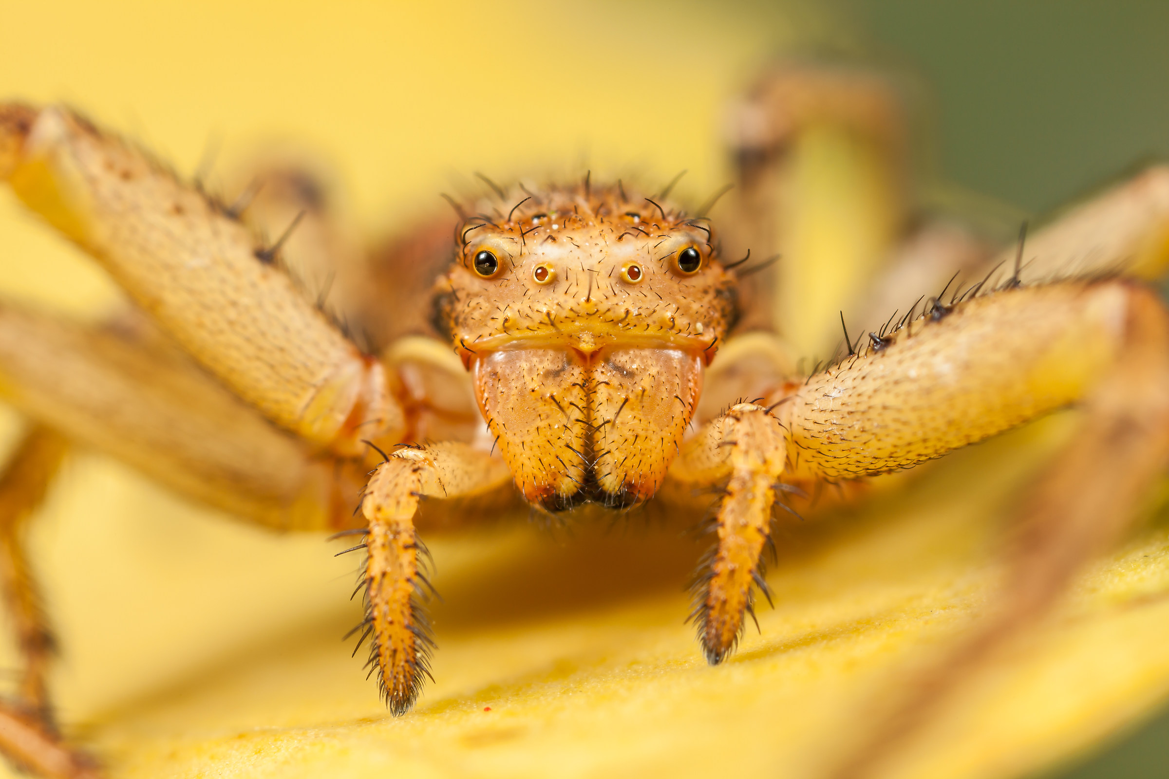Xysticus cristatus femminile