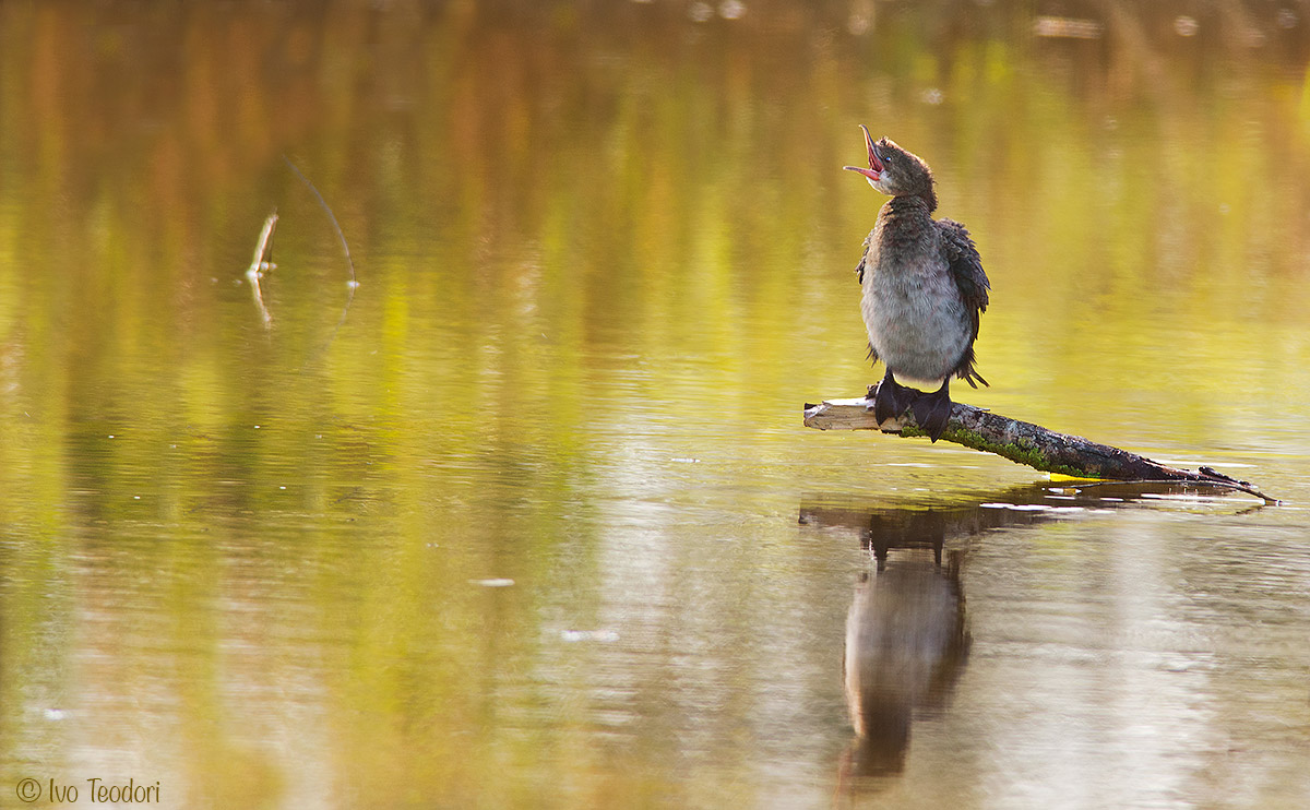 Impressioni d'autunno.