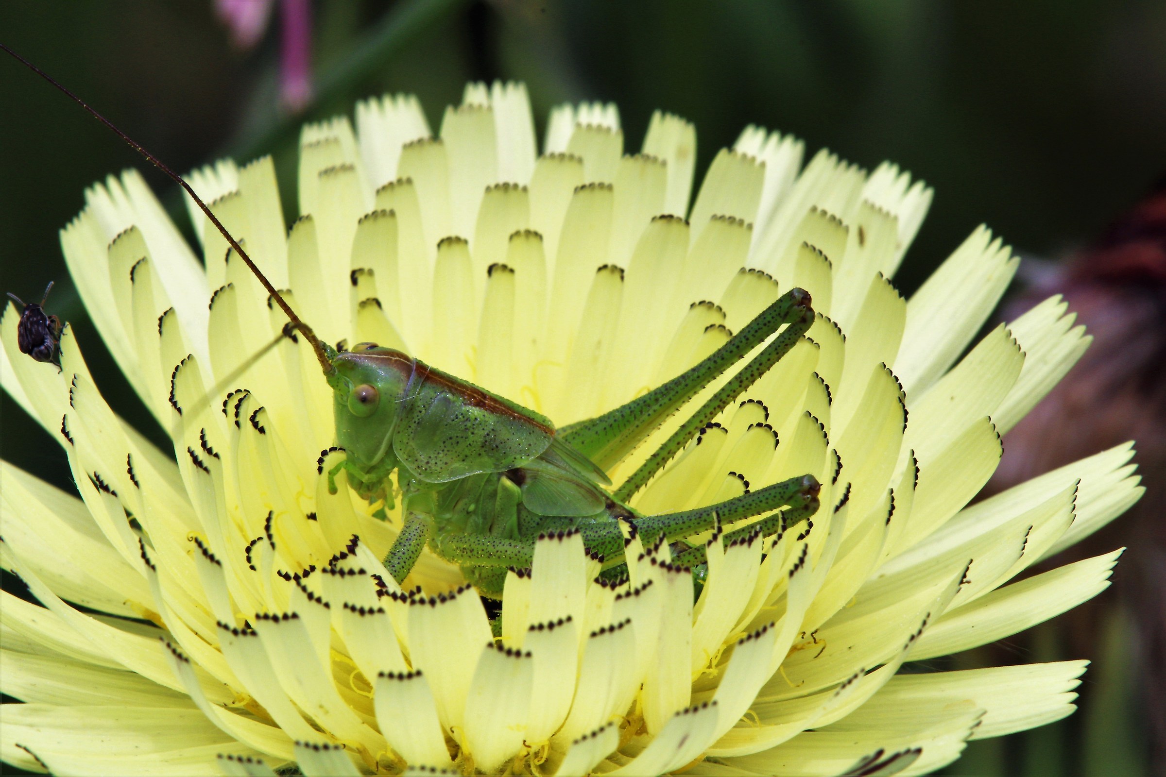 blooming cricket