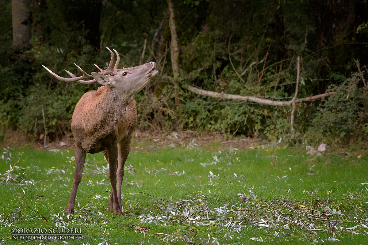 Cervus elaphus
