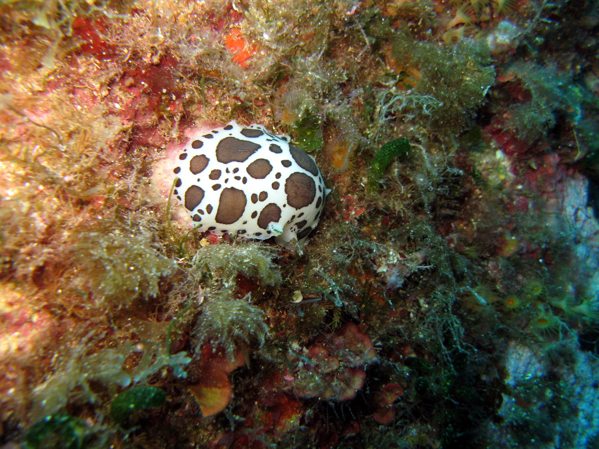 sea ??cow (nudibranco)