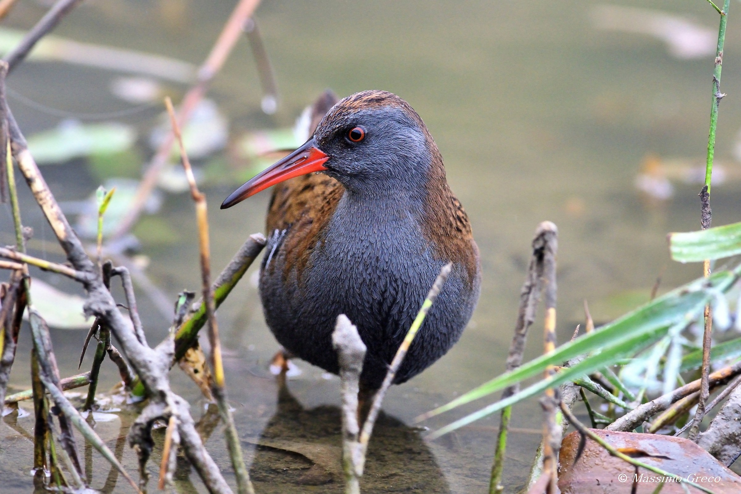 Porciglione (Rallus aquaticus)