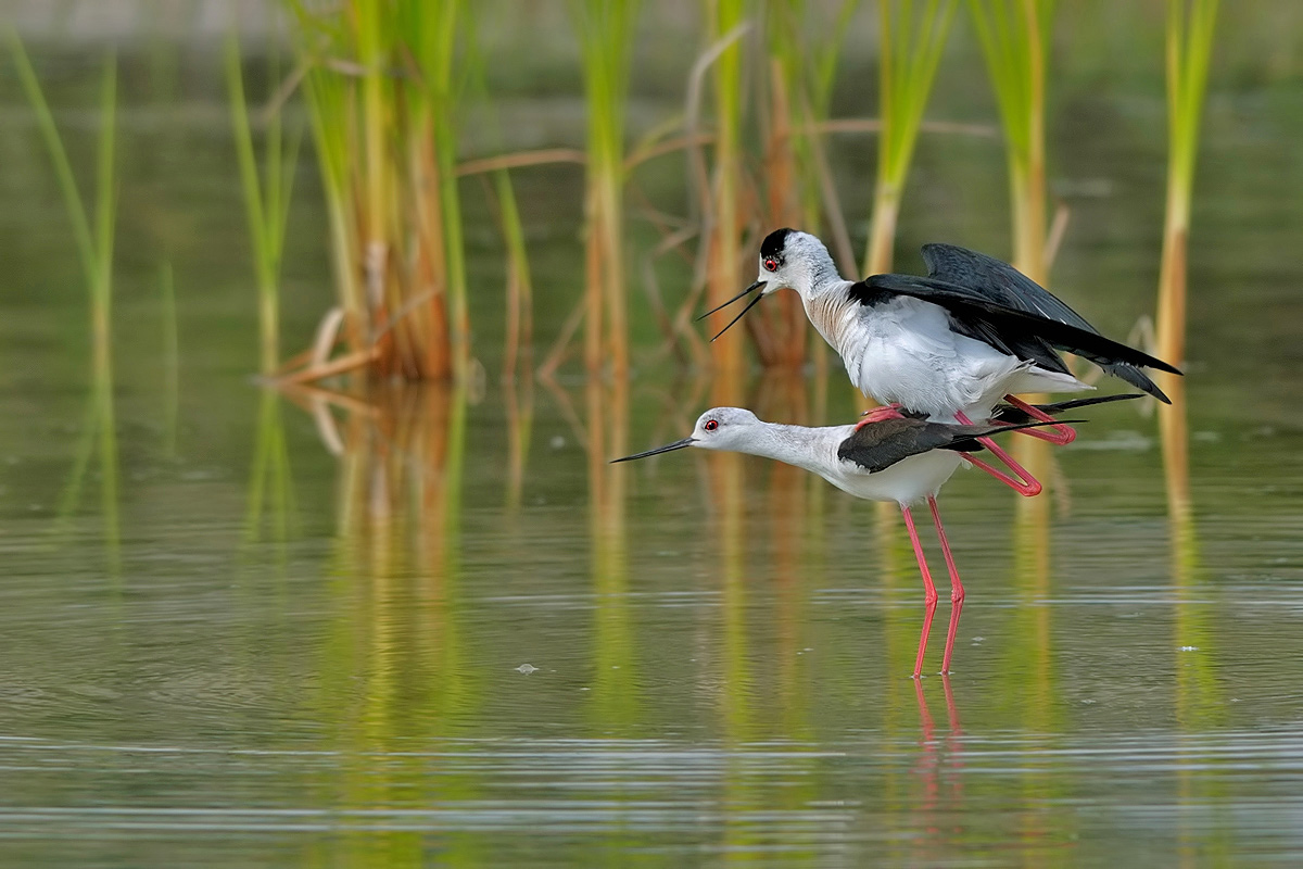 cavaliere d'italia (himantopus himantopus)