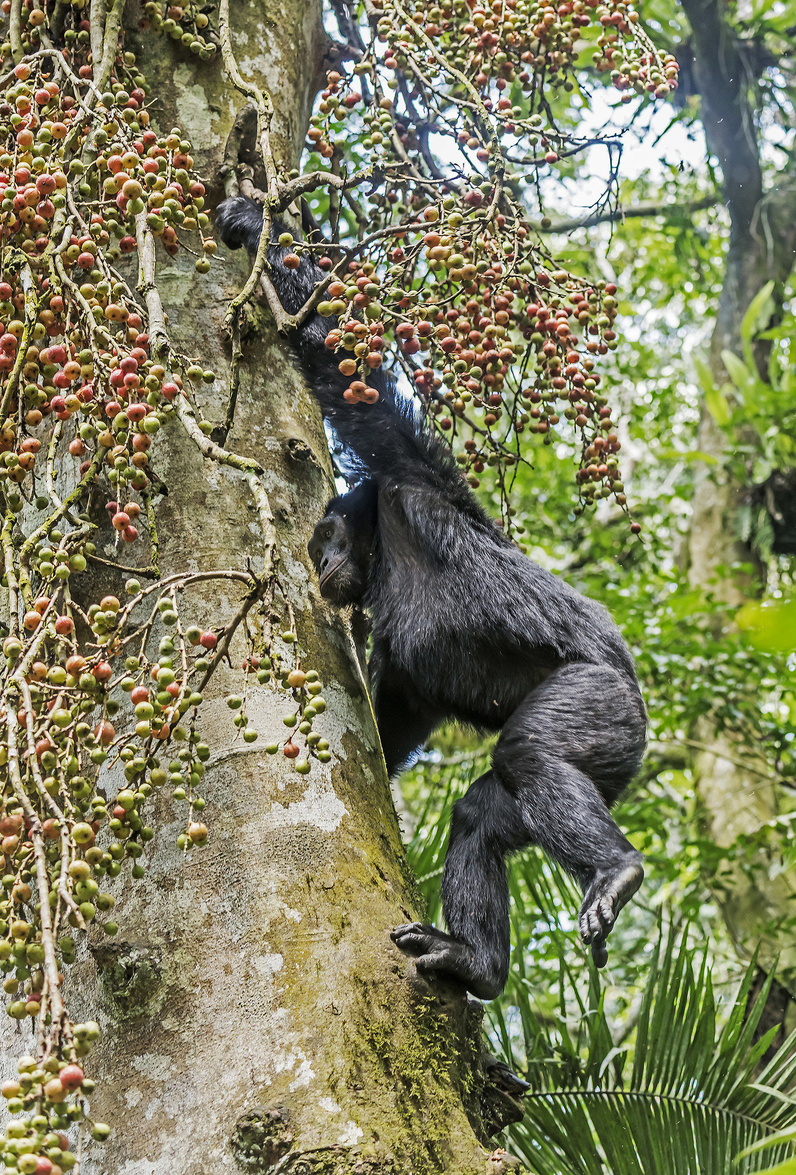 Chimpanzee - Kibale, Uganda
