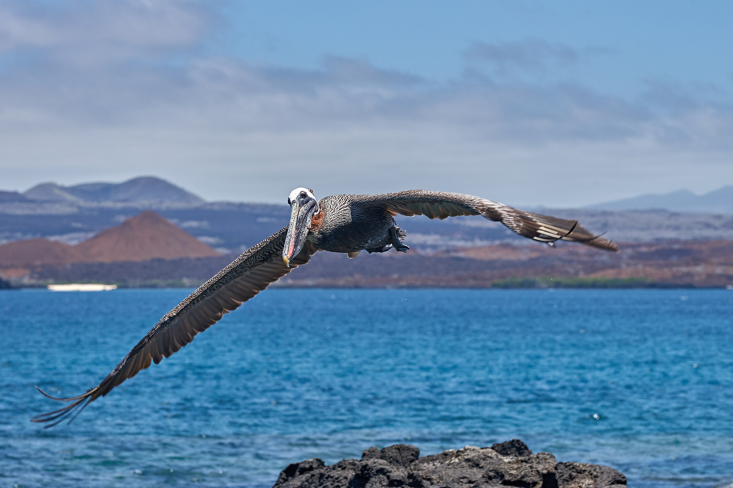 Pellicano delle Galapagos