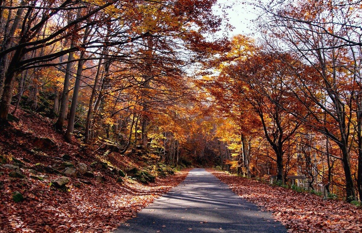 Autumn road