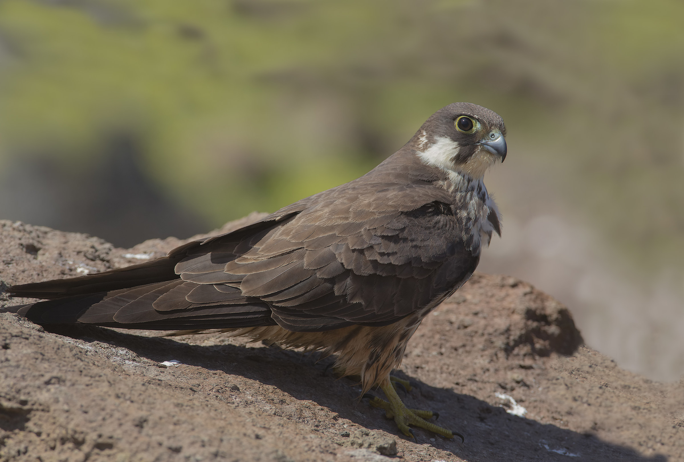 falco eleonorae rielaborazione...