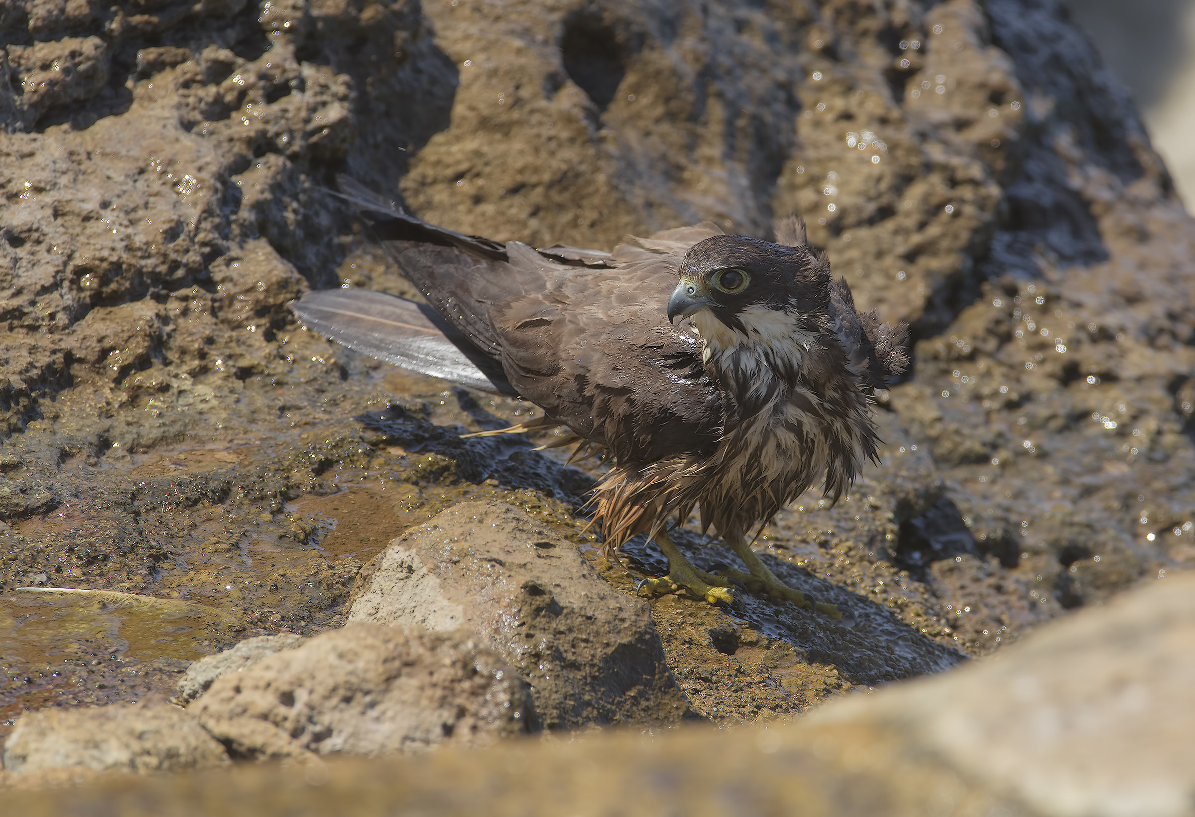 falco eleonorae al bagnetto