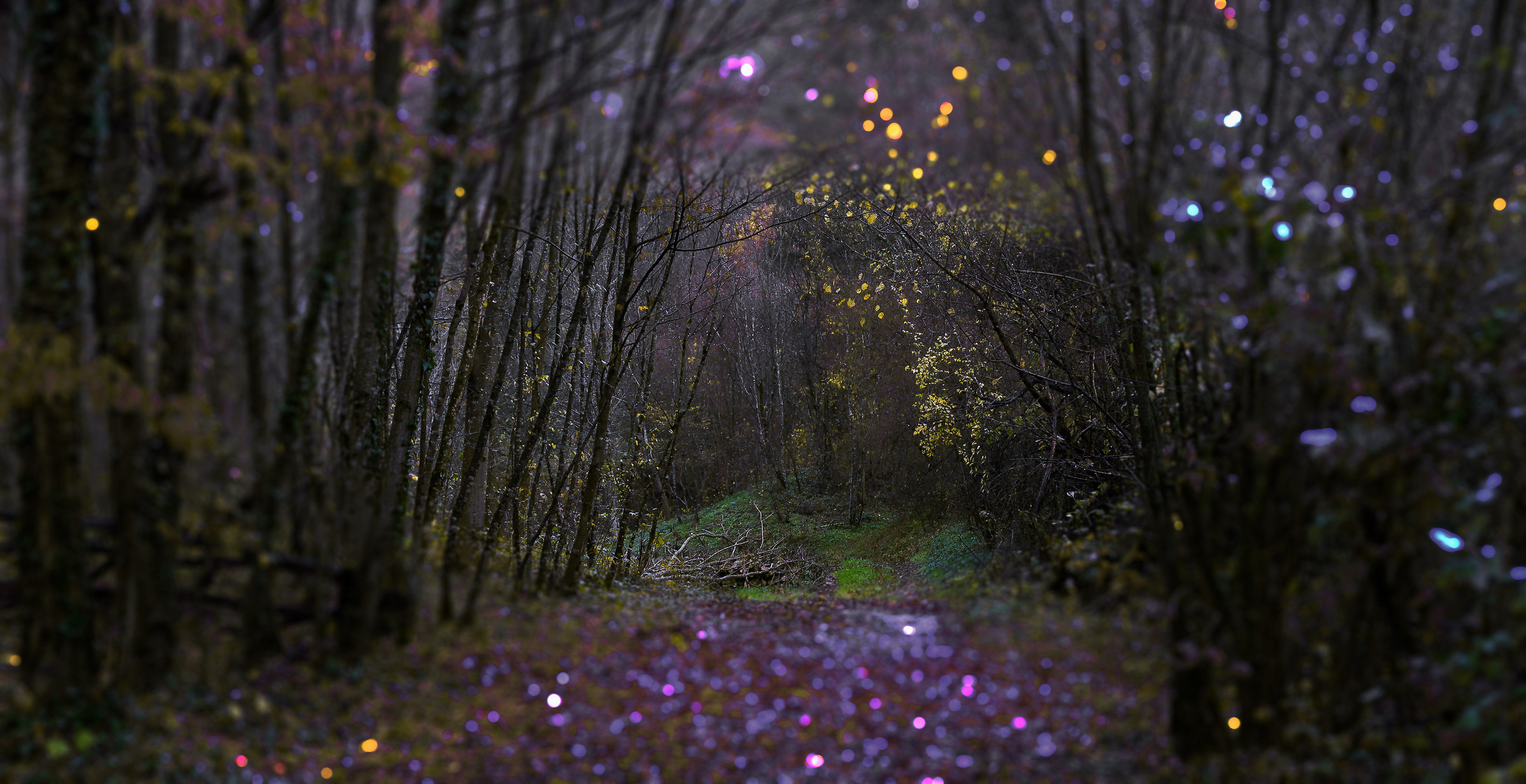 The forest in evening dress