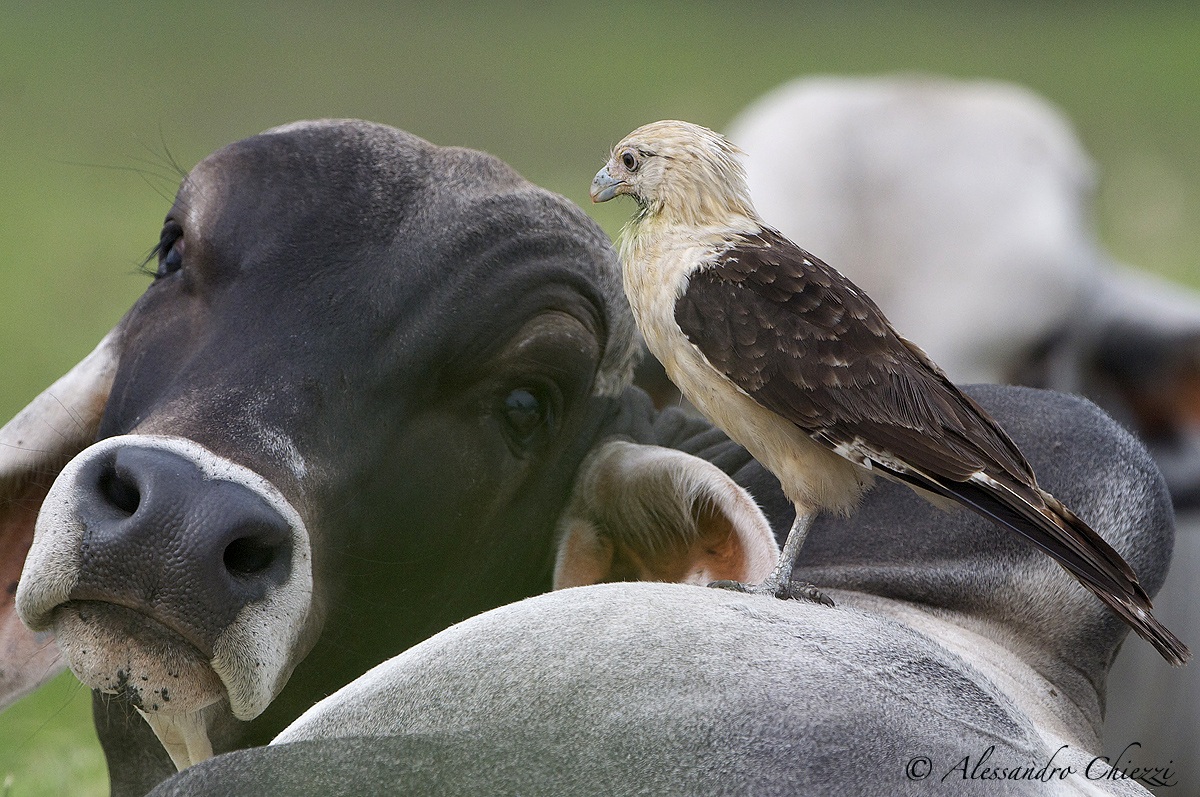 Caracara testagialla