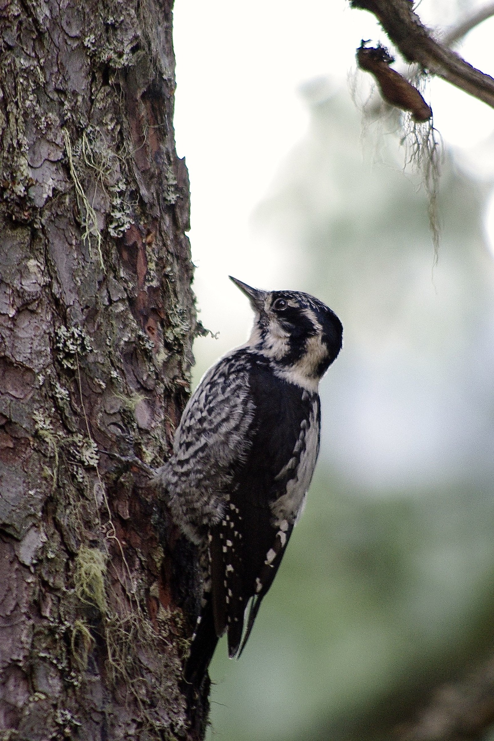 My First Woodpecker