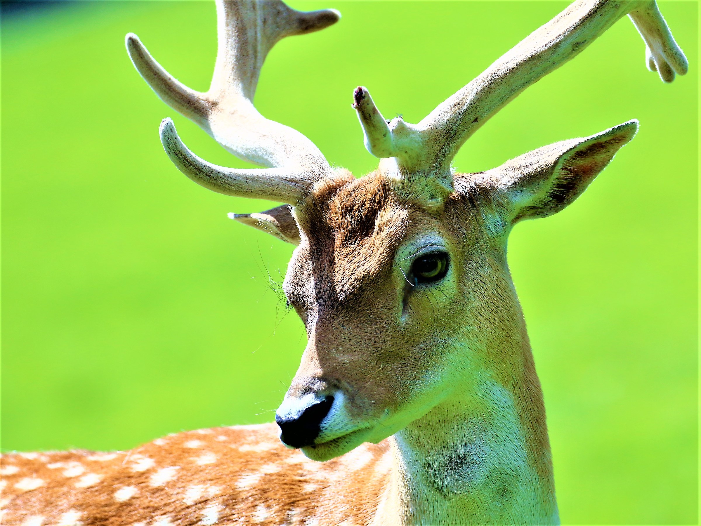 Eyes that express Love