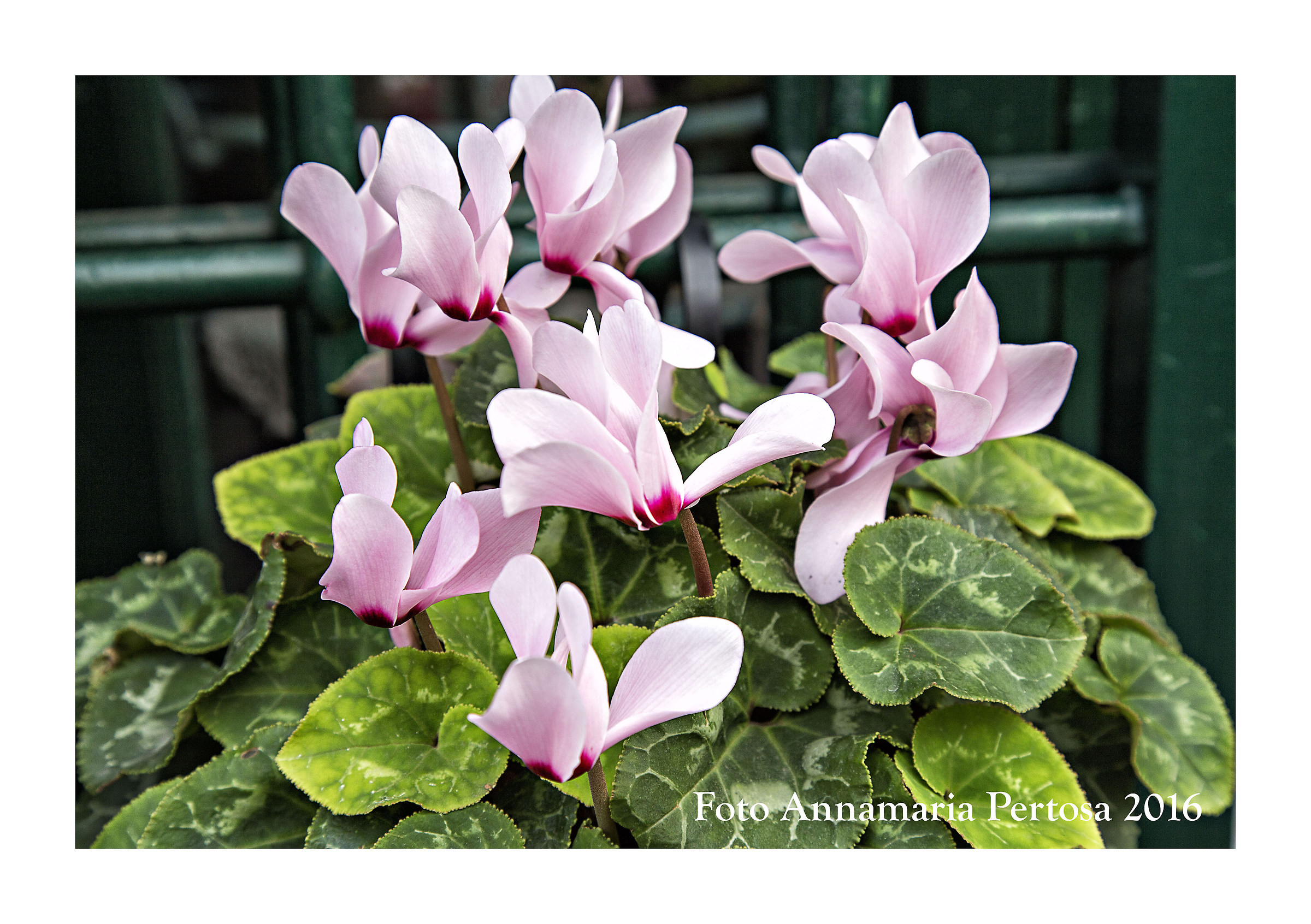 Cyclamen on my path