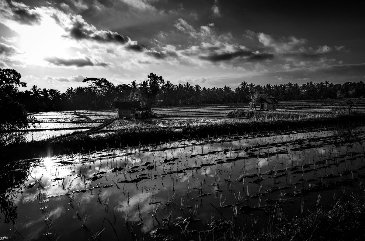 Rice Fields