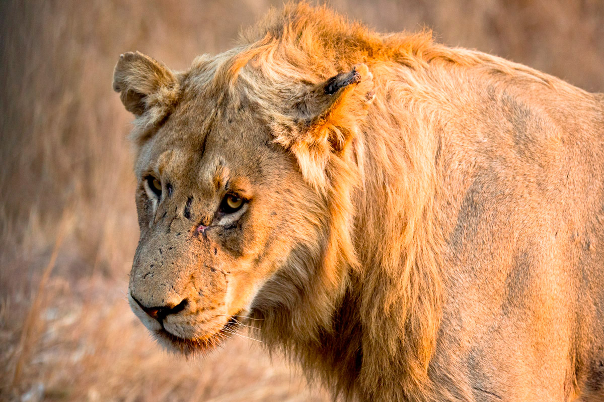 leone maschio giovane