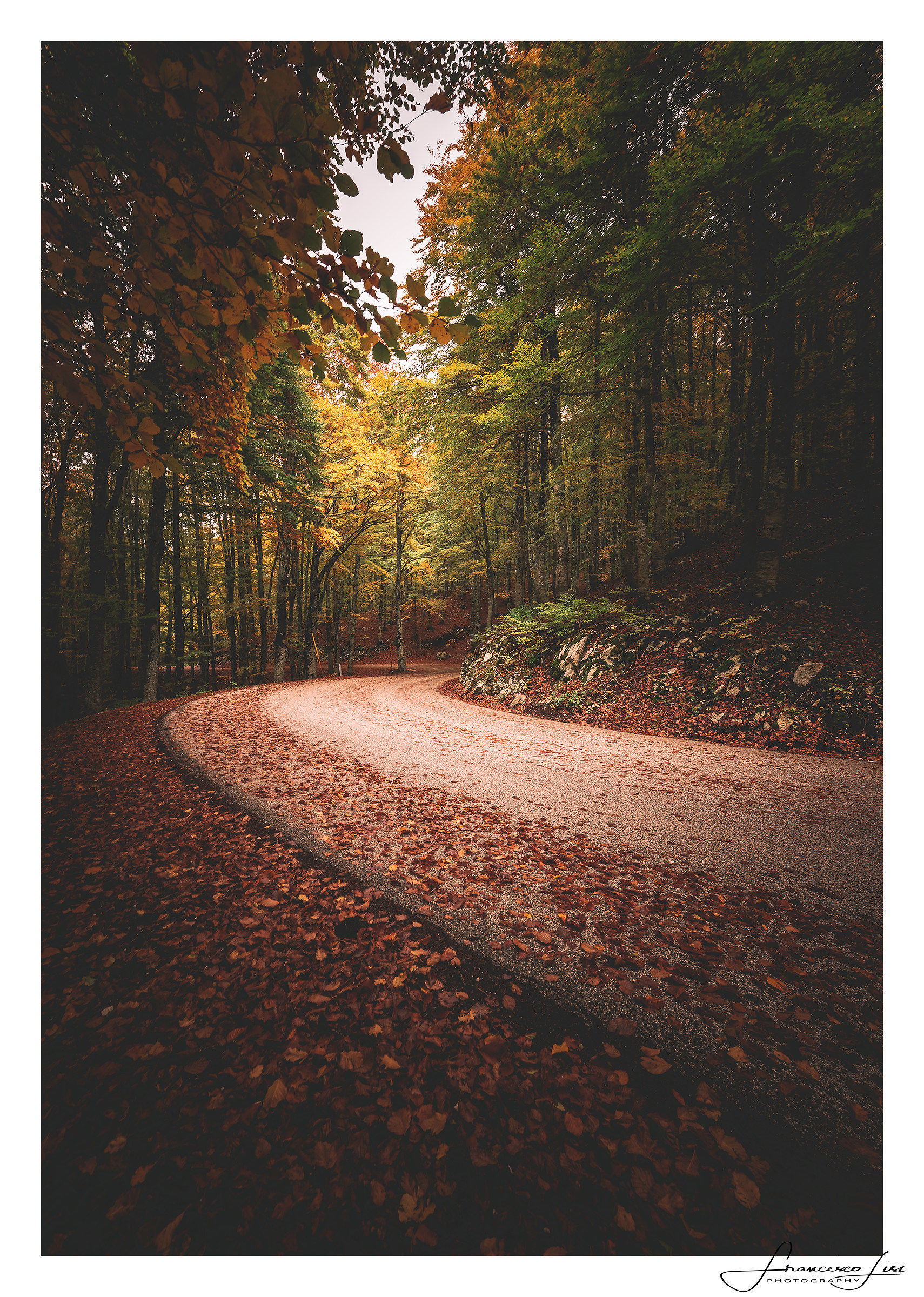 "Autumn Trails"