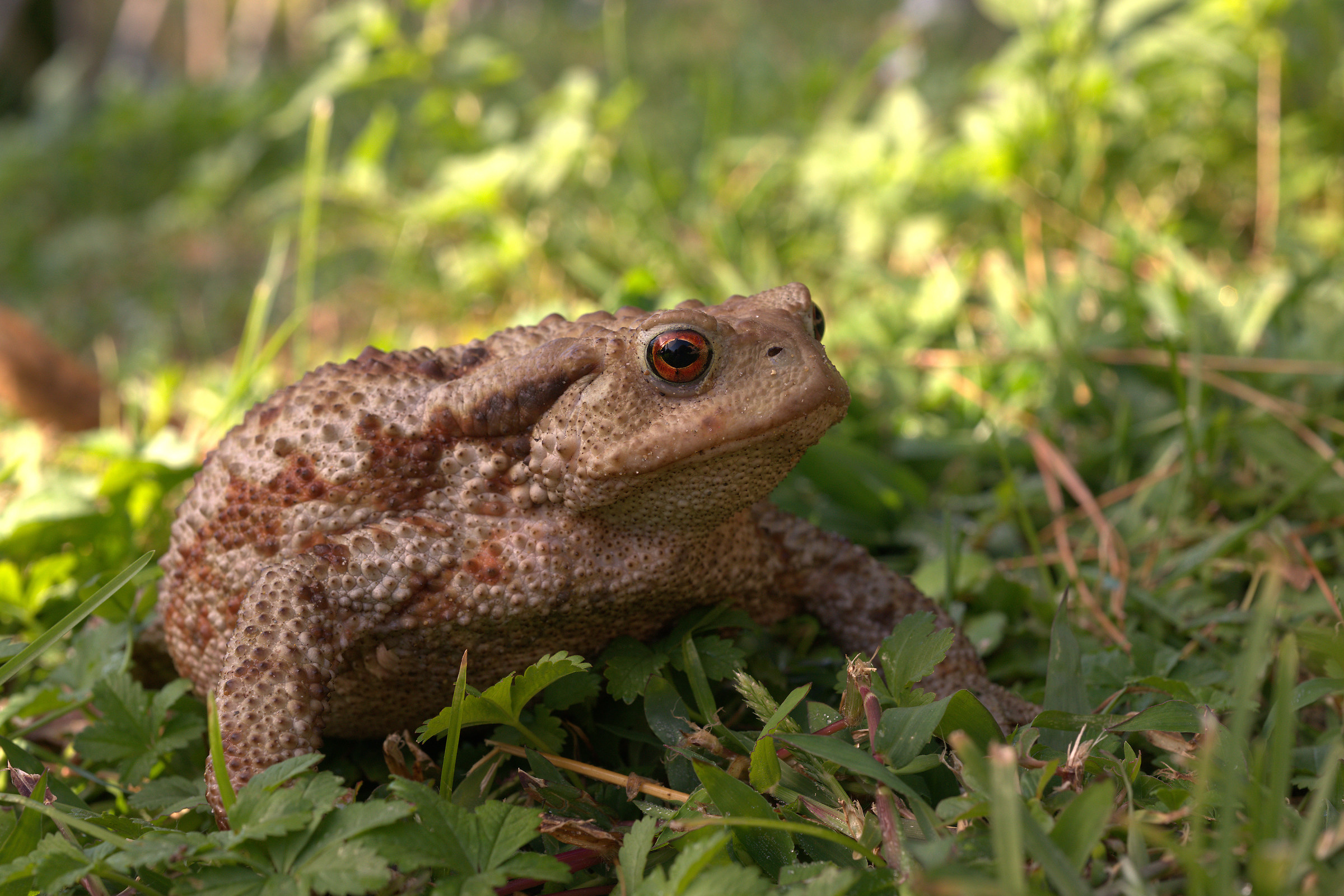 Common female toad