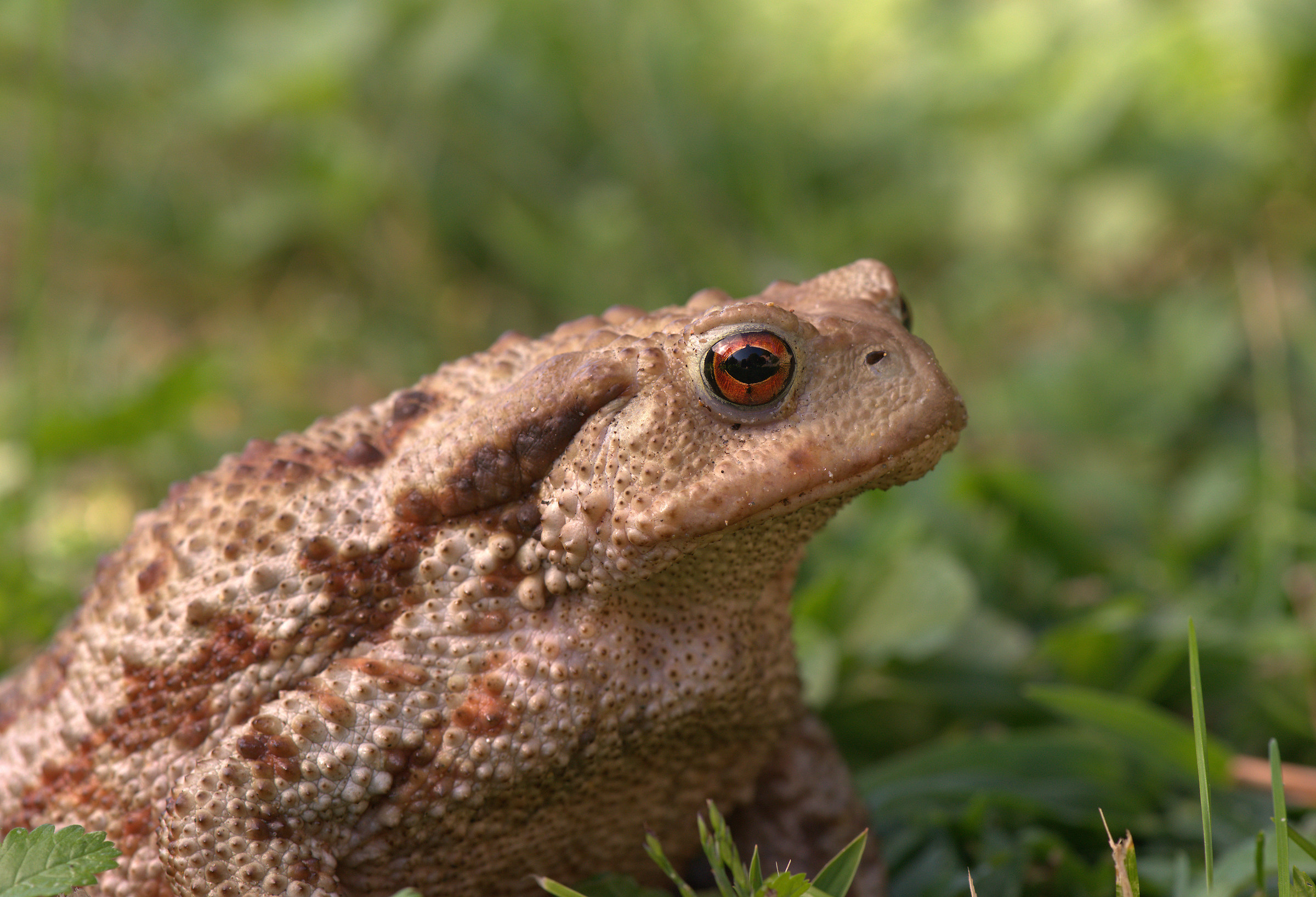 Common female toad