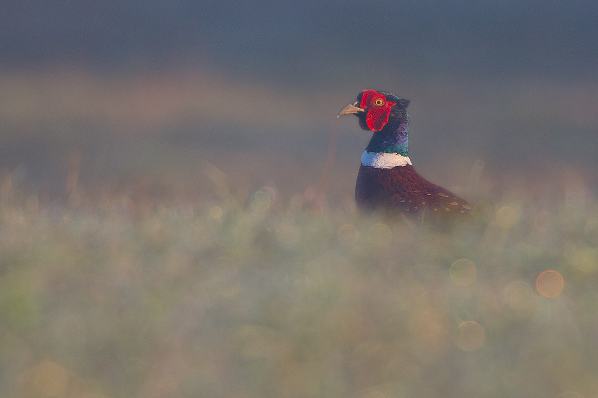 Pheasant
