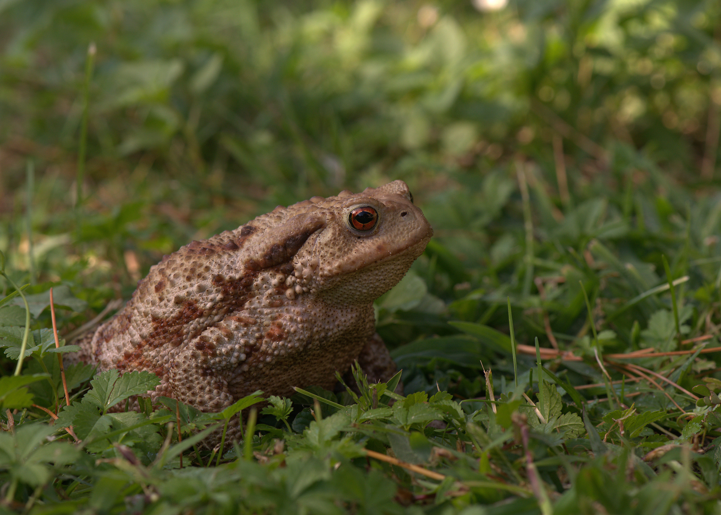 Common female toad