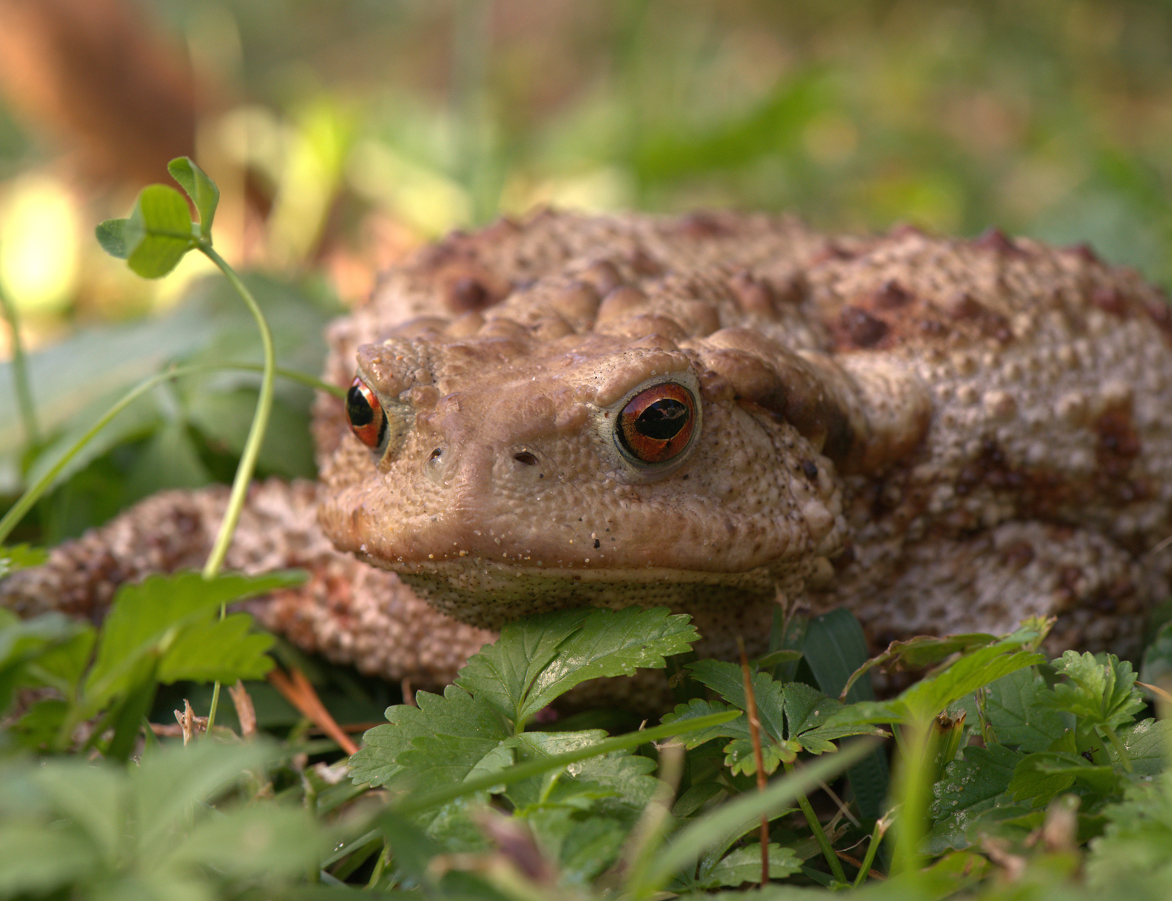 Common female toad