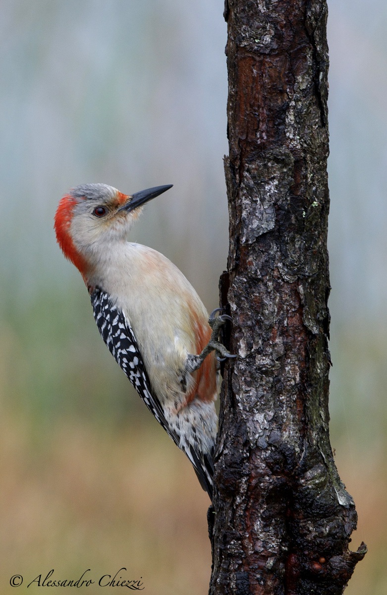 Woodpecker Carolina