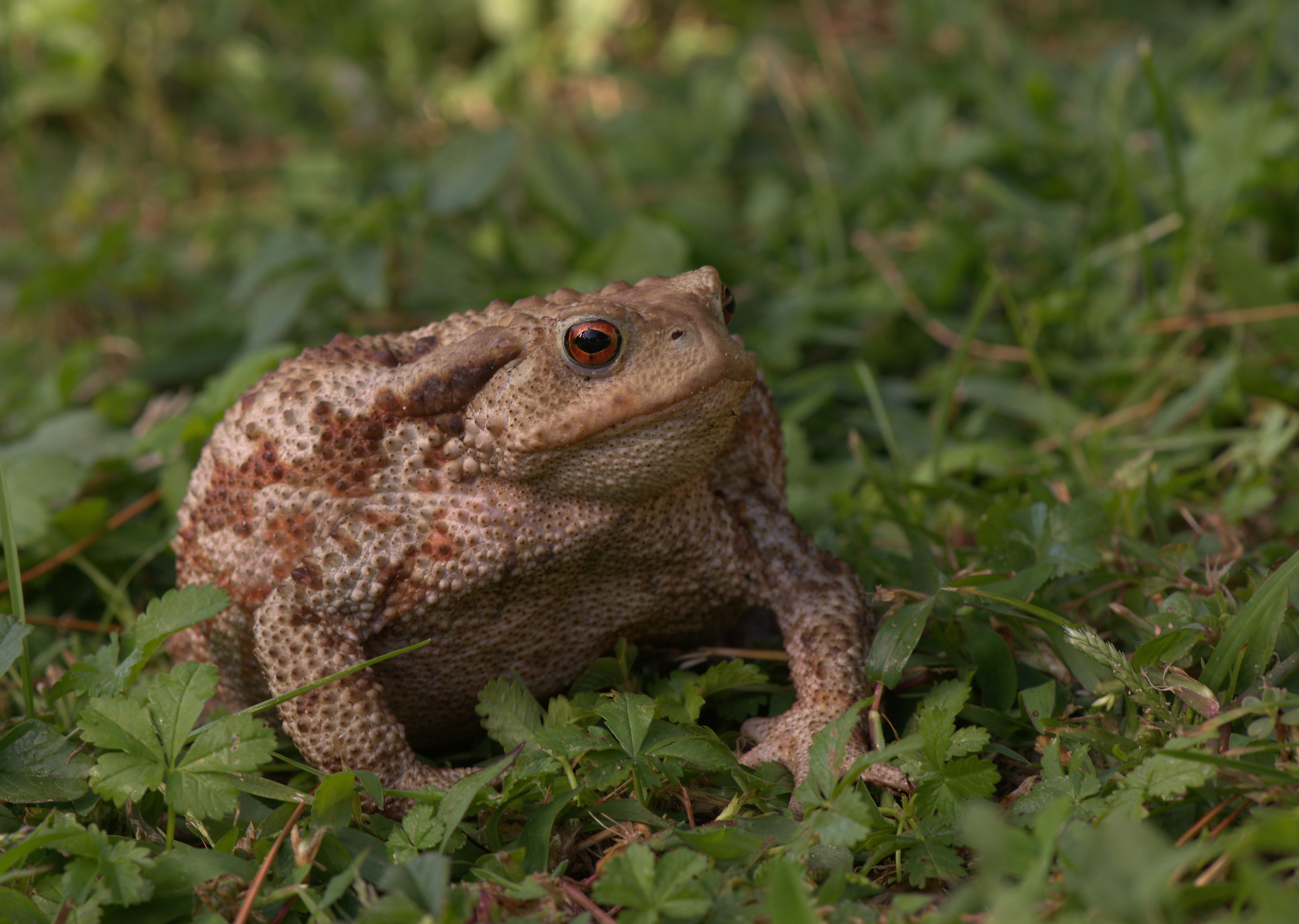 Common female toad
