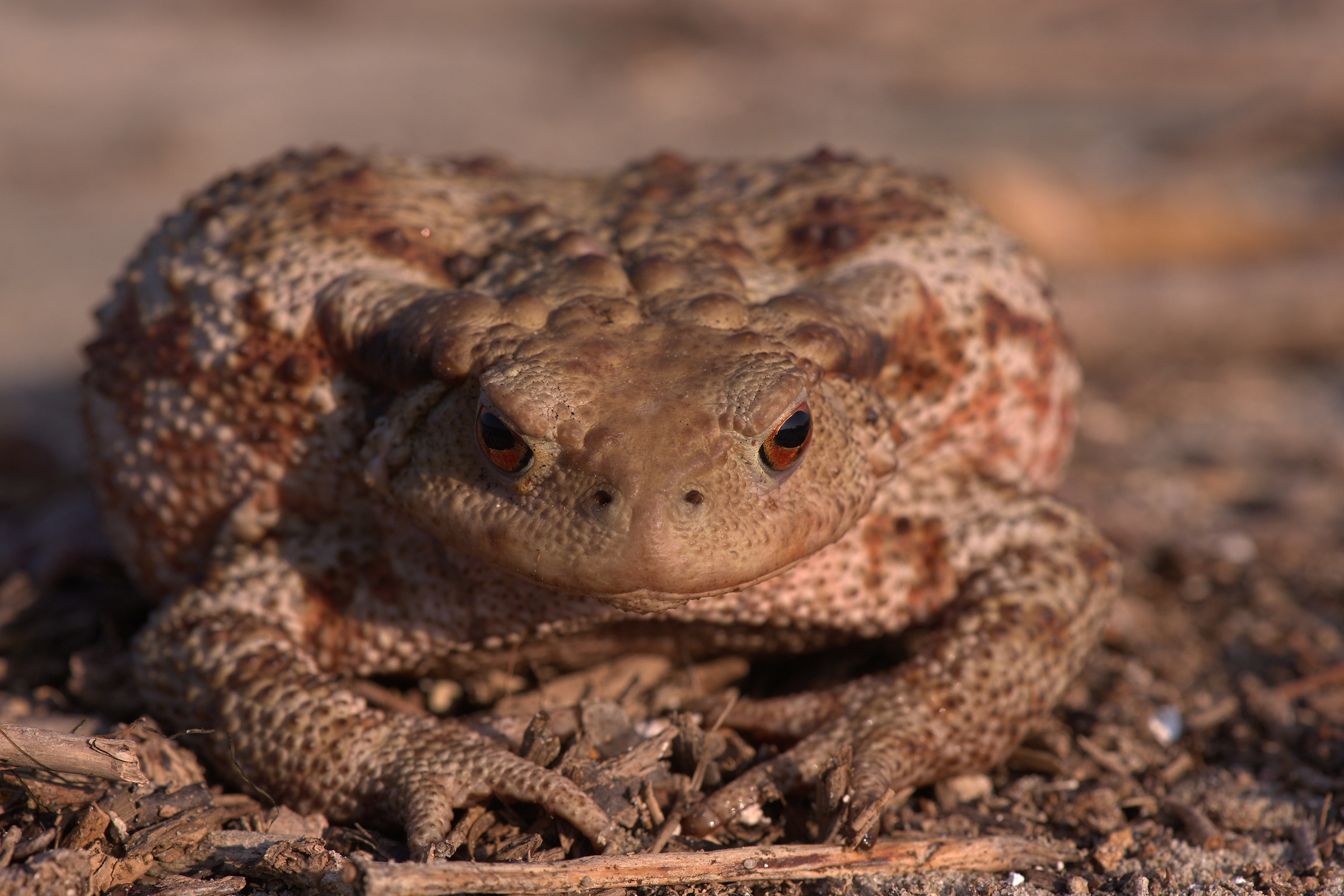 Common female toad