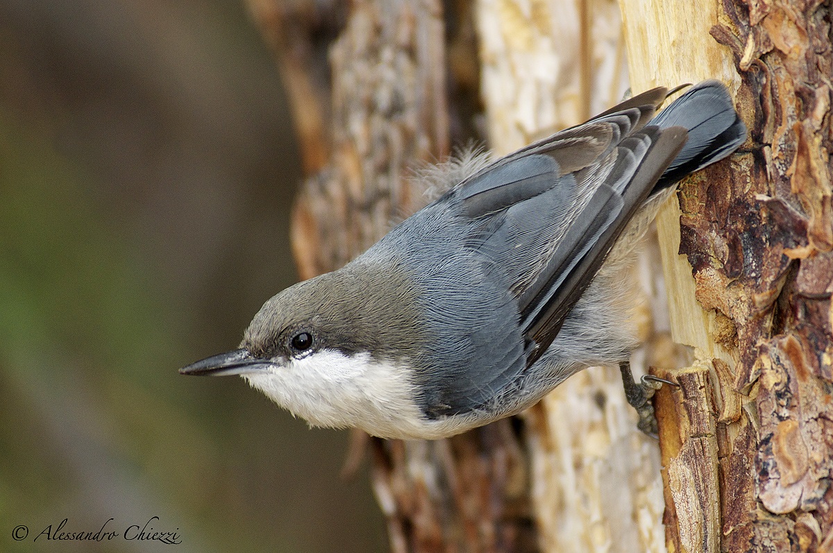 Pygmy Nuthatch
