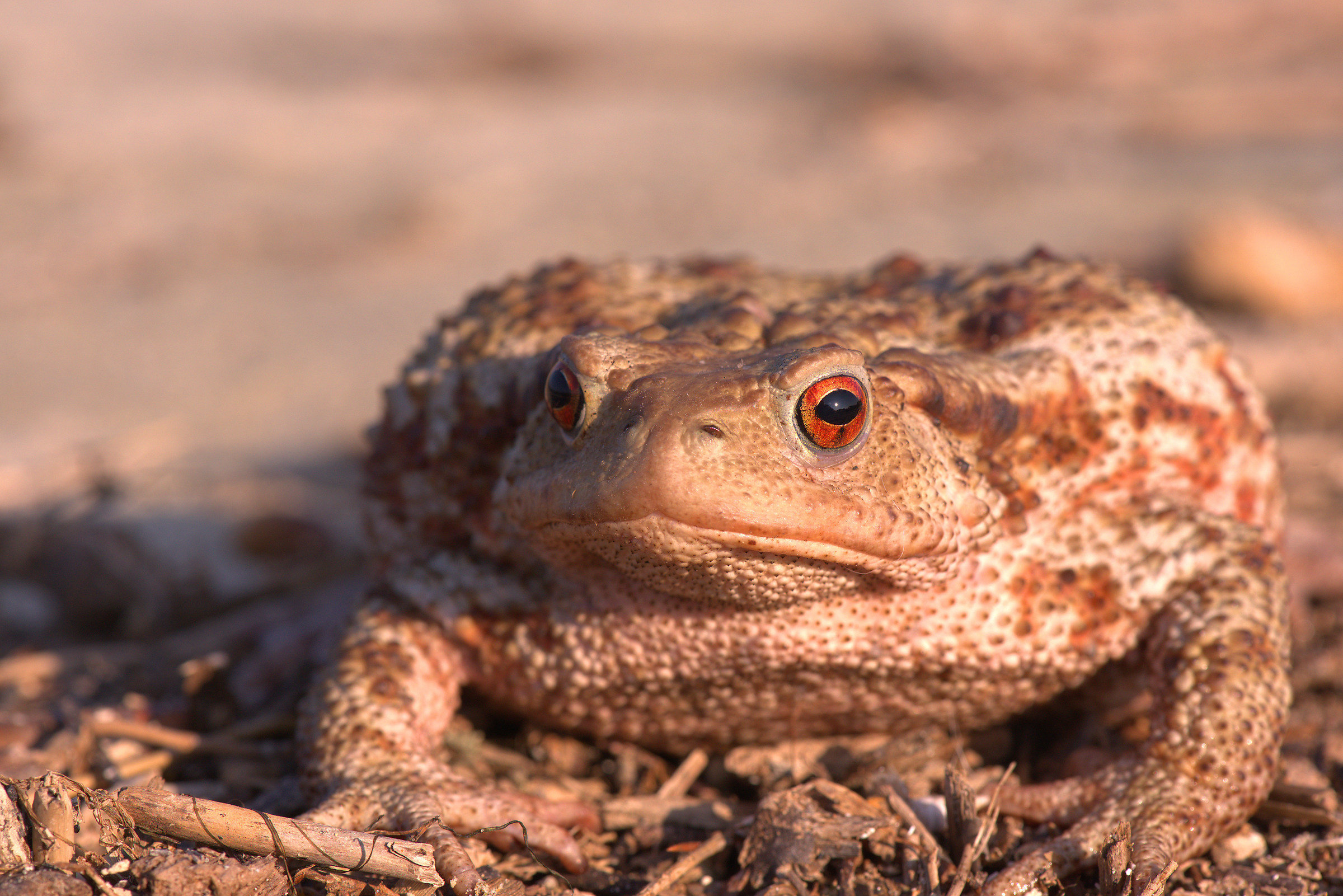 Common female toad