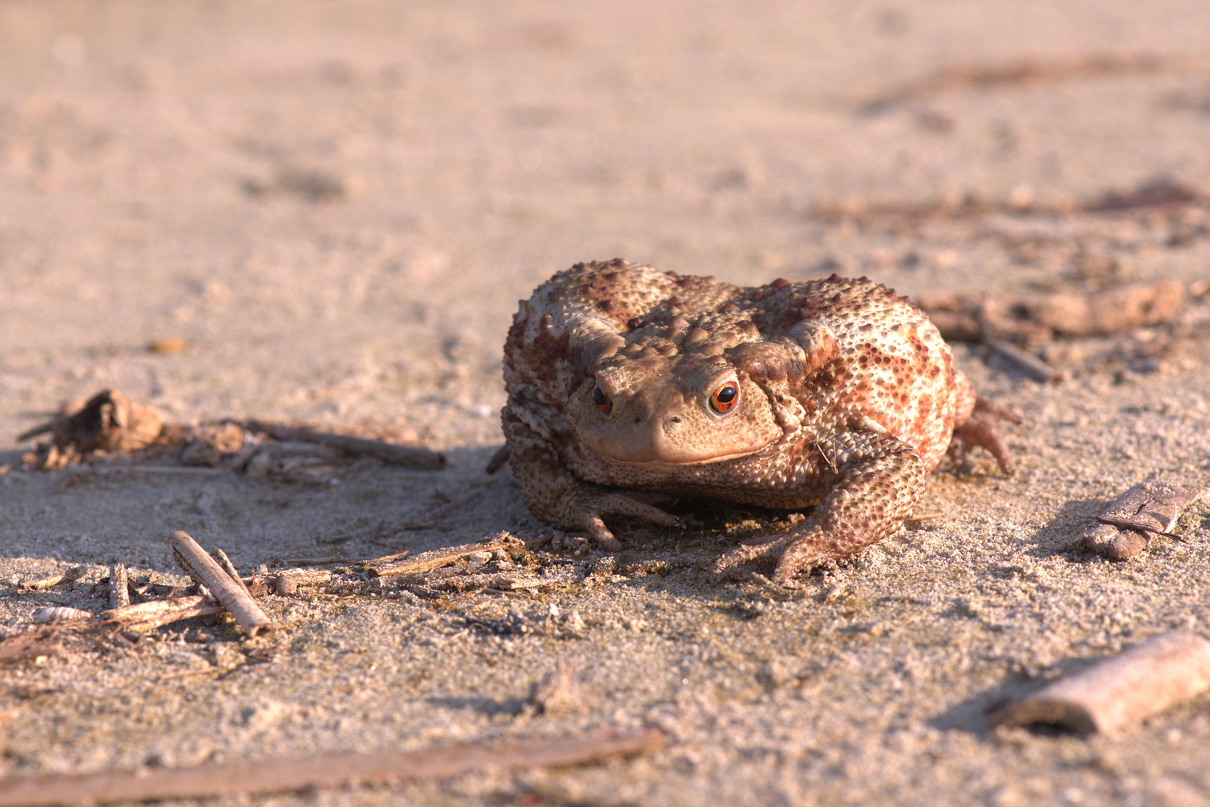 Common female toad