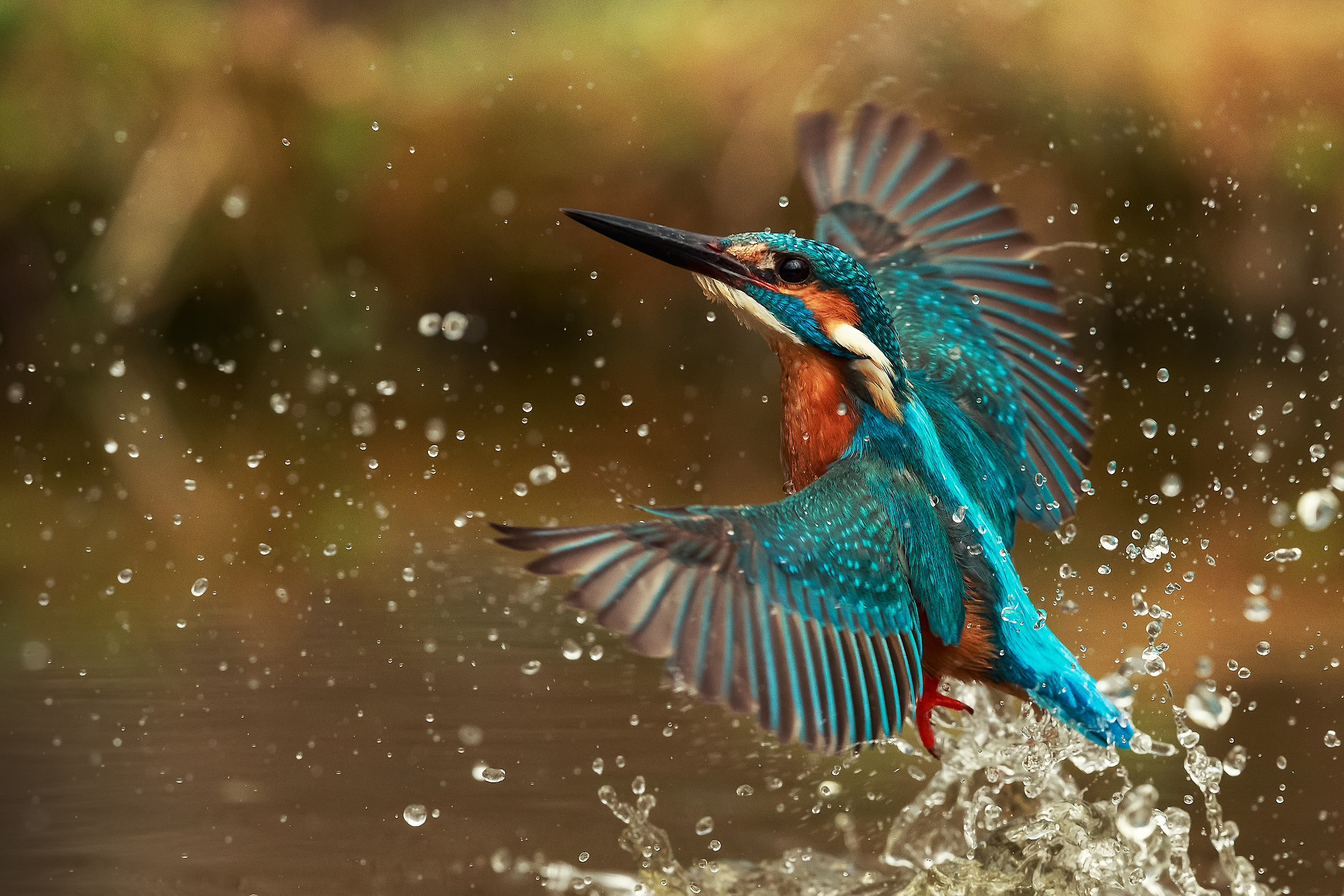 The "fishing killer"