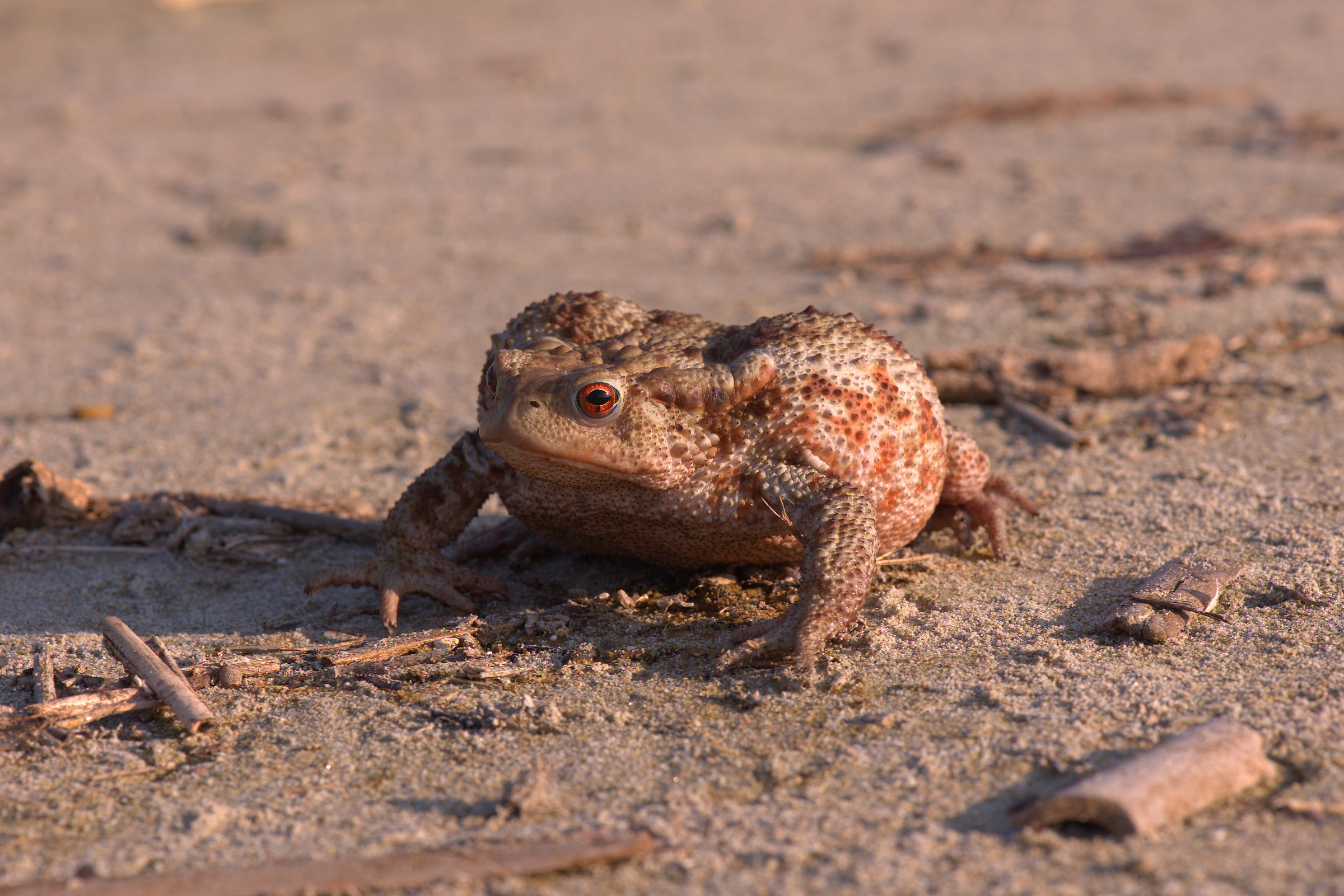 Common female toad