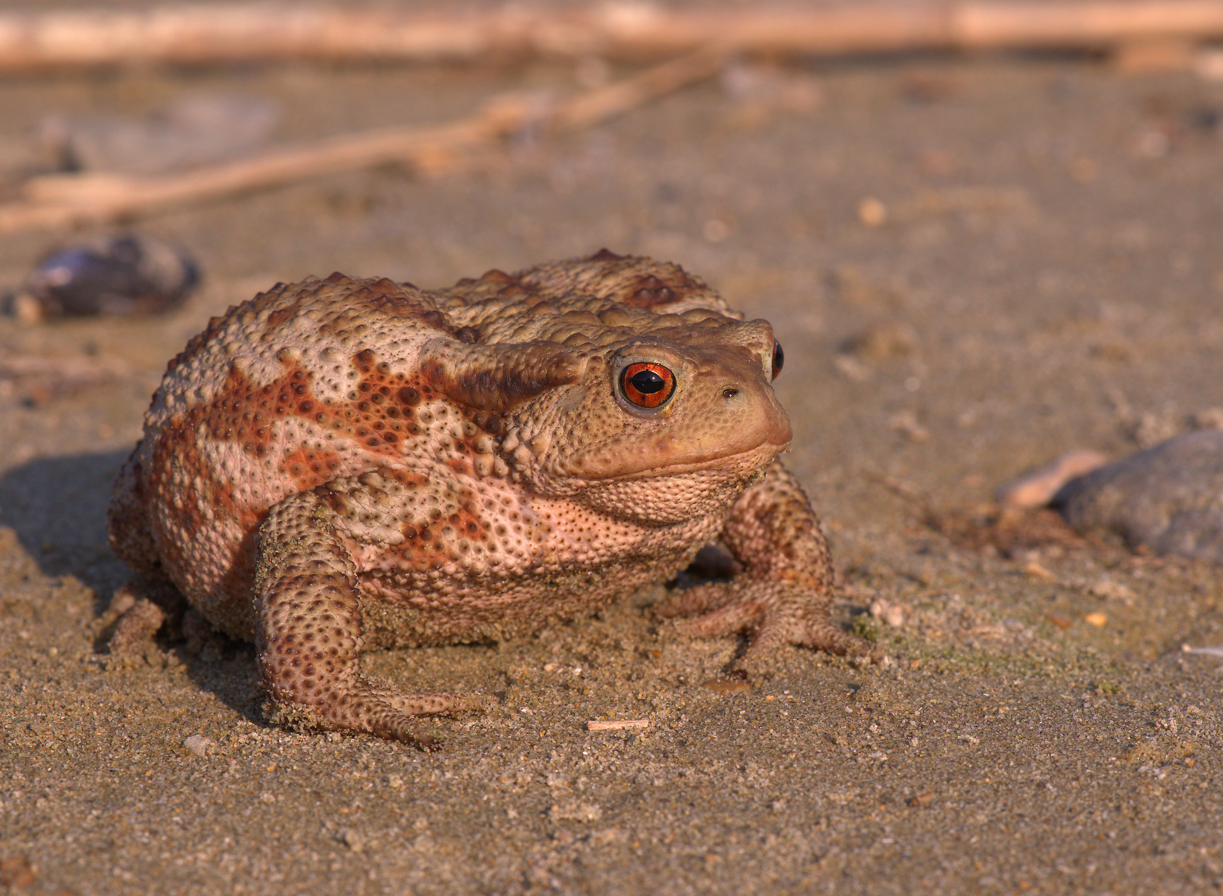 Common female toad