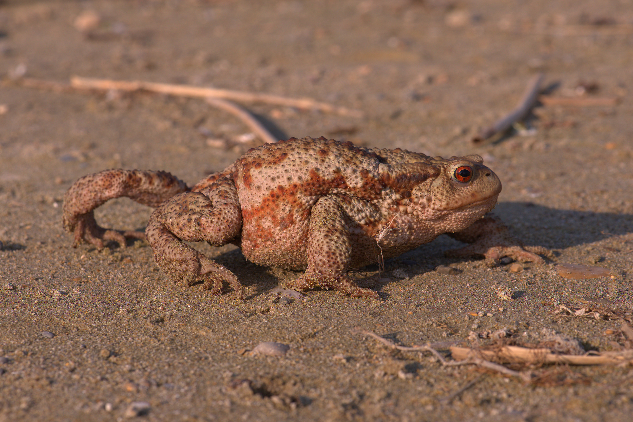 Common female toad