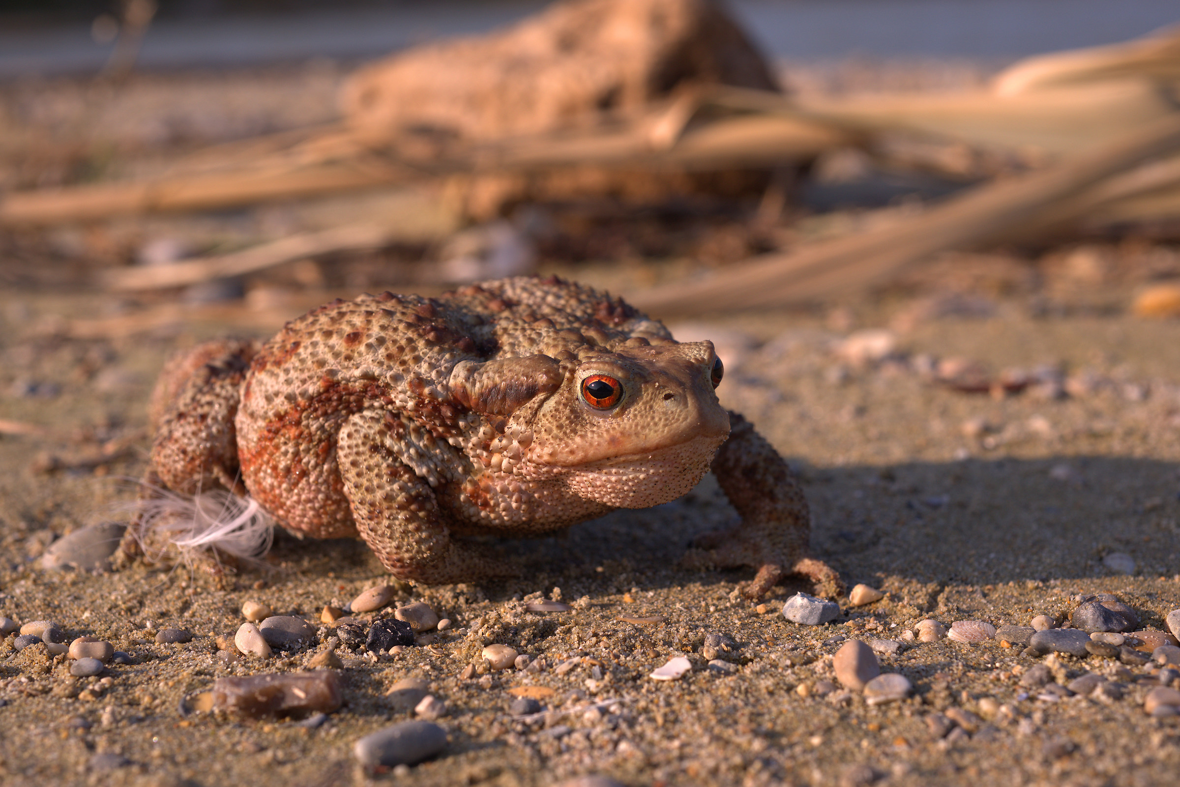 Common female toad
