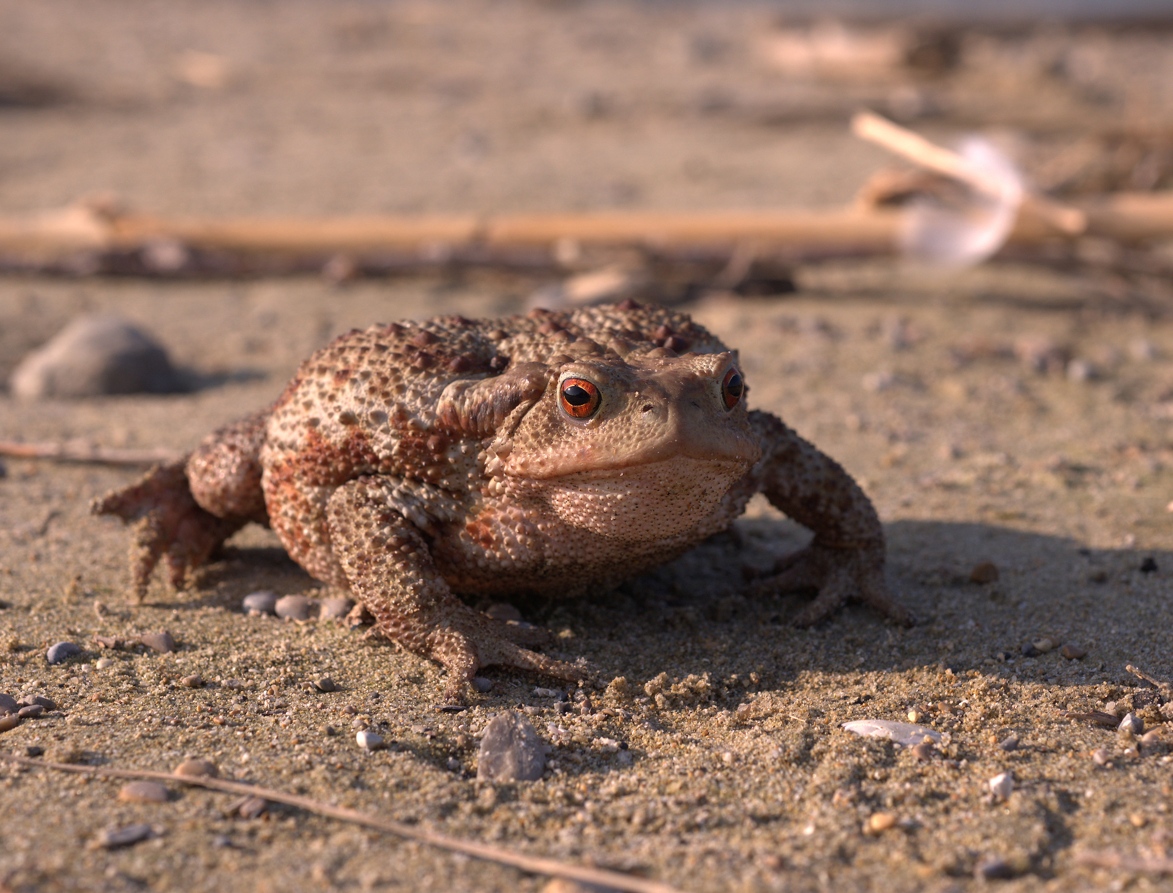 Common female toad